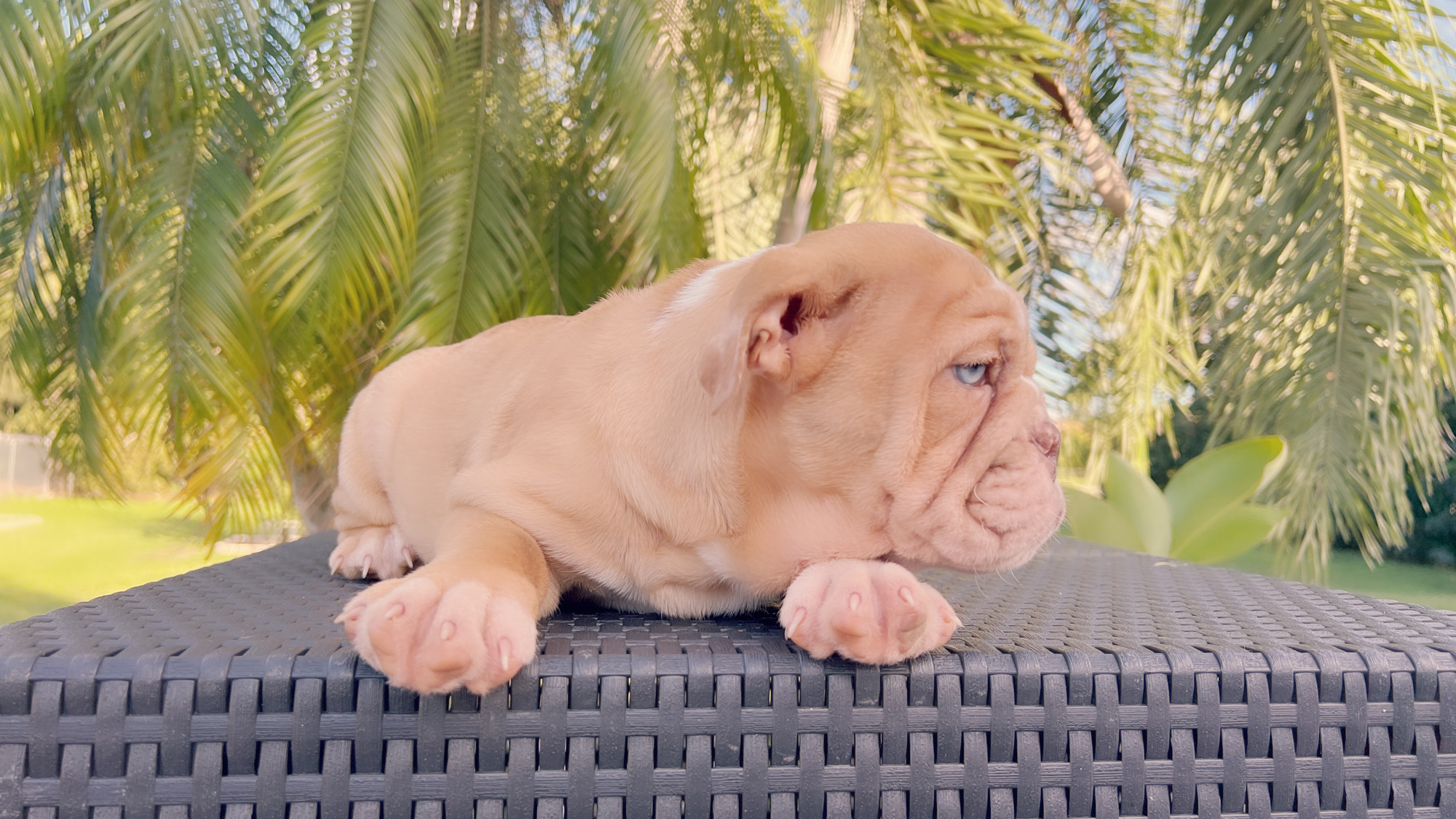 French bulldog lilac merle female, Vuitton