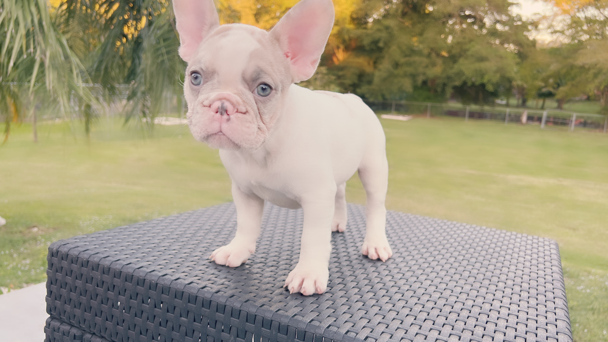 French Bulldog Blue and tan isabella carrier (check Her Dna), Linda - 3