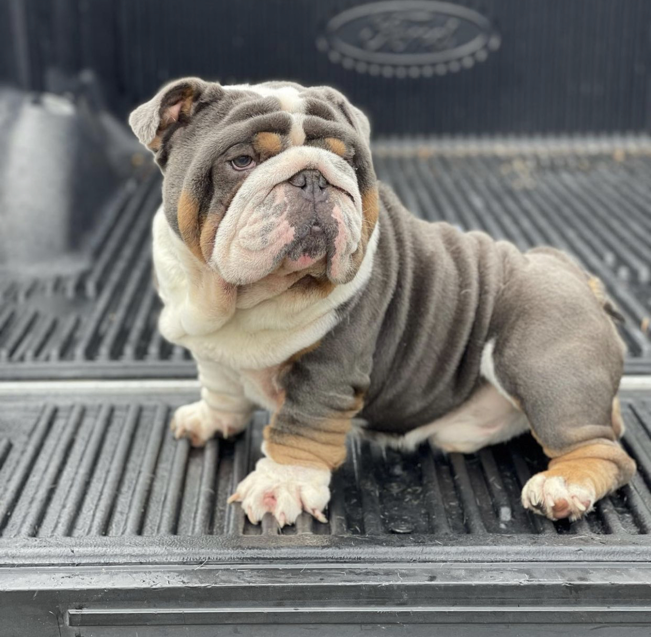 French bulldog lilac merle female ,Bianca - 12