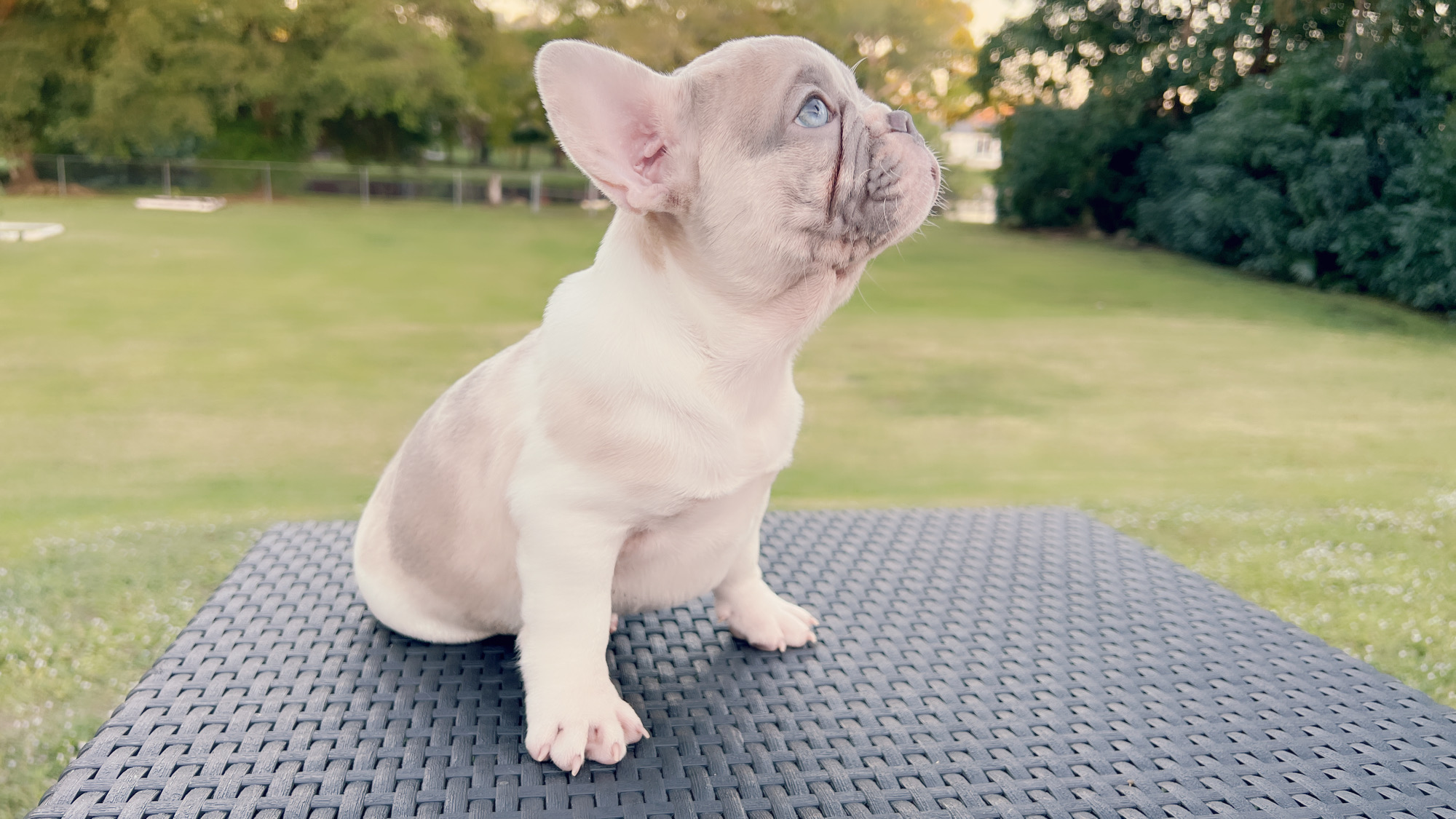 Beutiful Lilac Sable male Fluffy Carrier Toñito. - 3