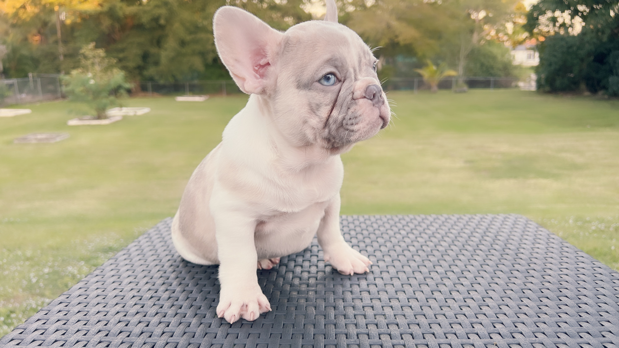 Beutiful Lilac Sable male Fluffy Carrier Toñito. - 5