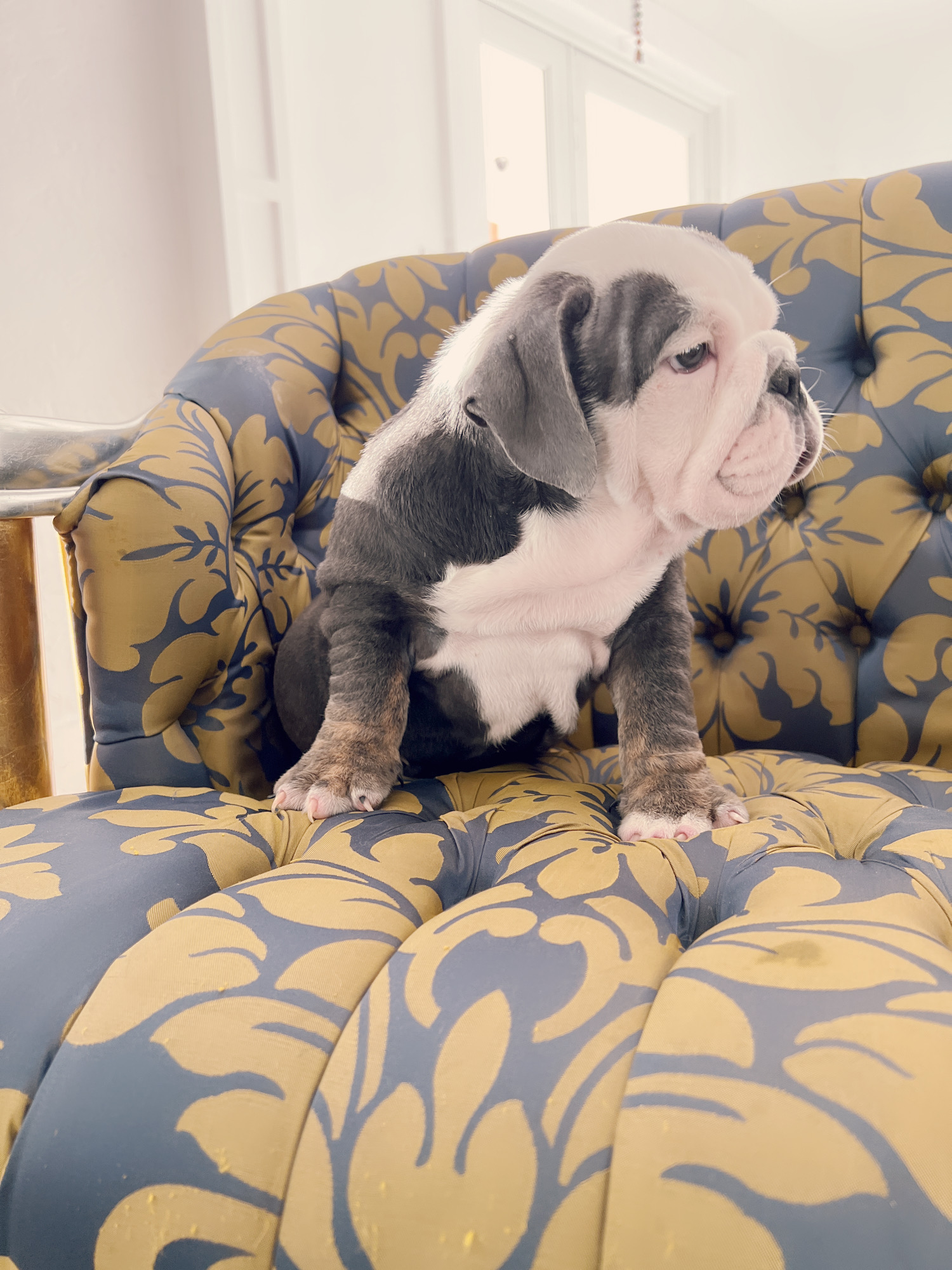 French bulldog lilac merle female ,Bianca - 7