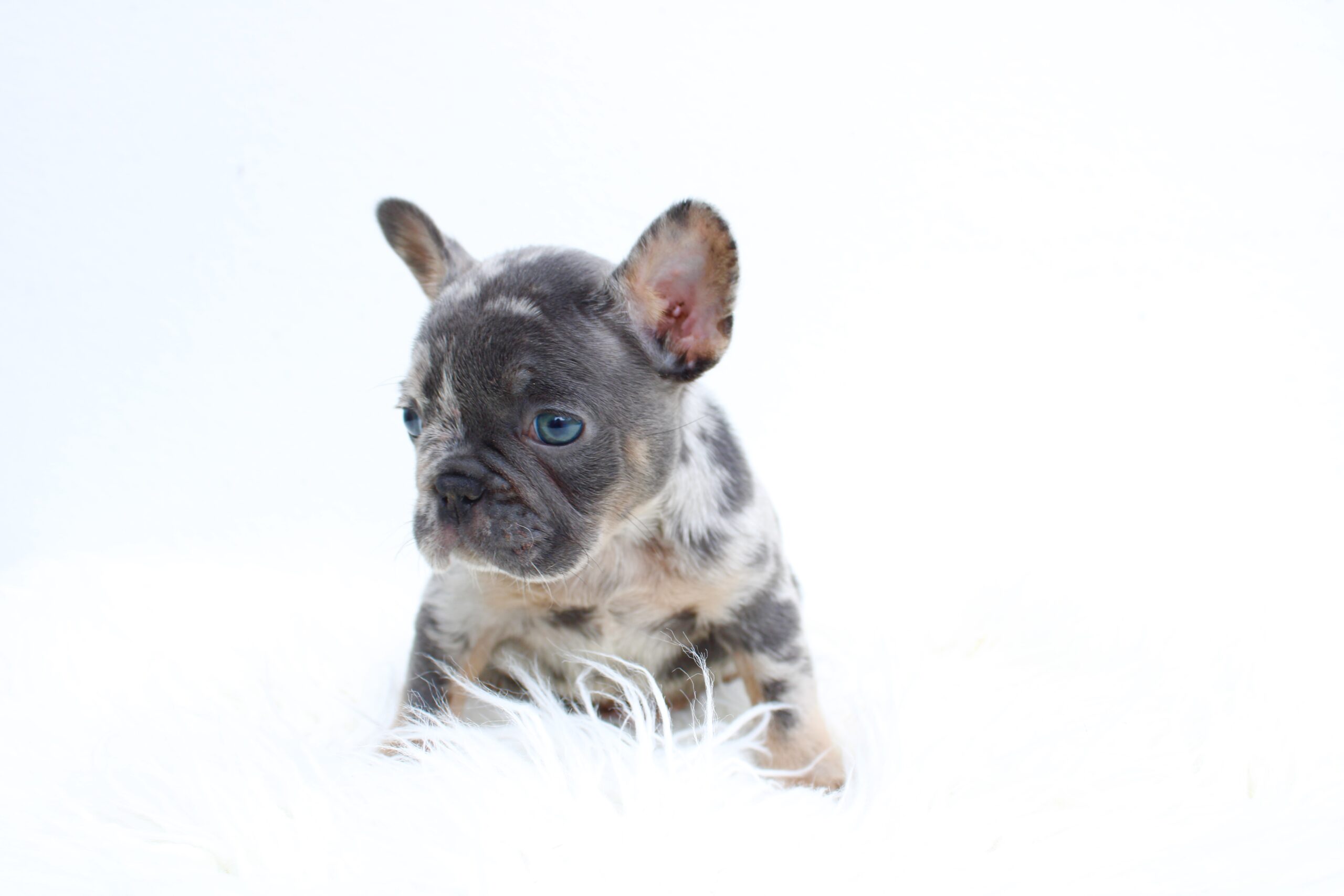 french Bulldog Lilac pied female Fluffy carrier Female Athenea. - 3