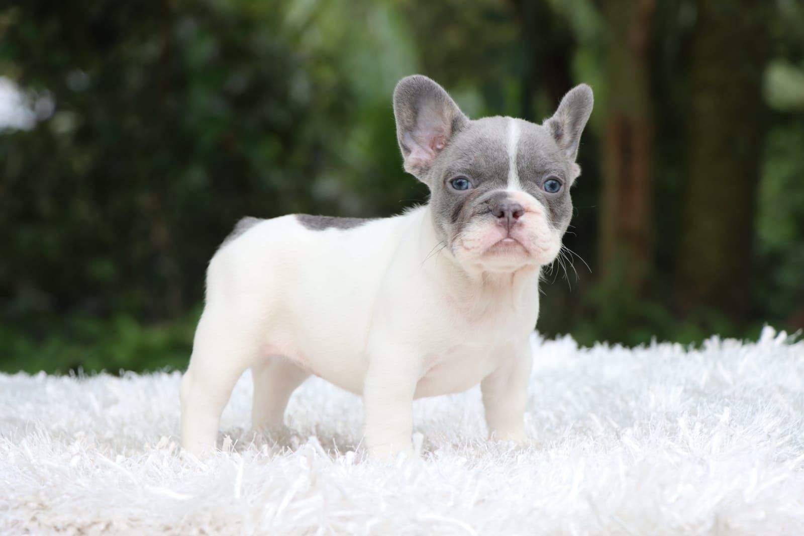 English bulldog lilac tree female ,Avatar - 4