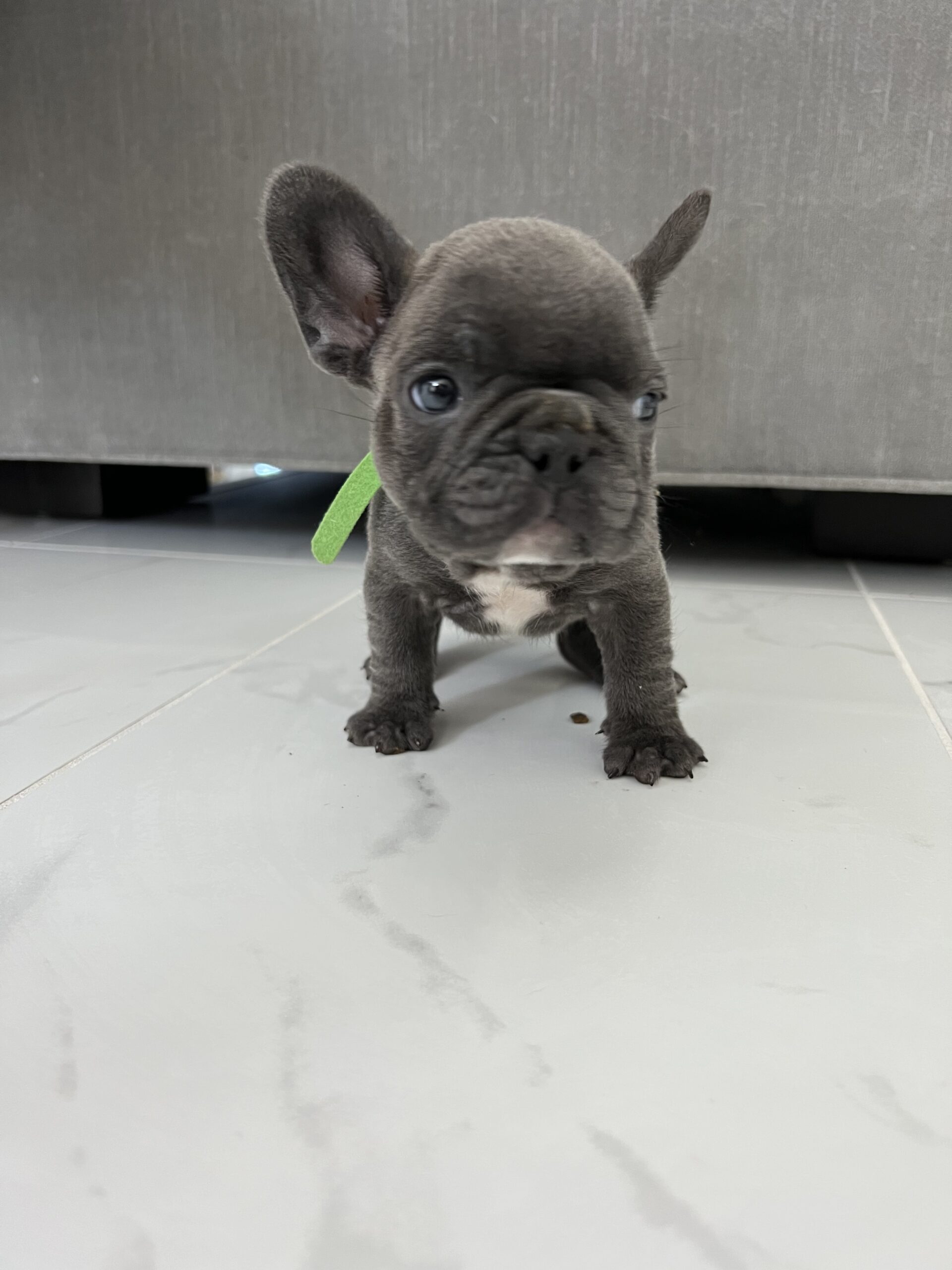 English Bulldog blue tree Escobar JR - 2