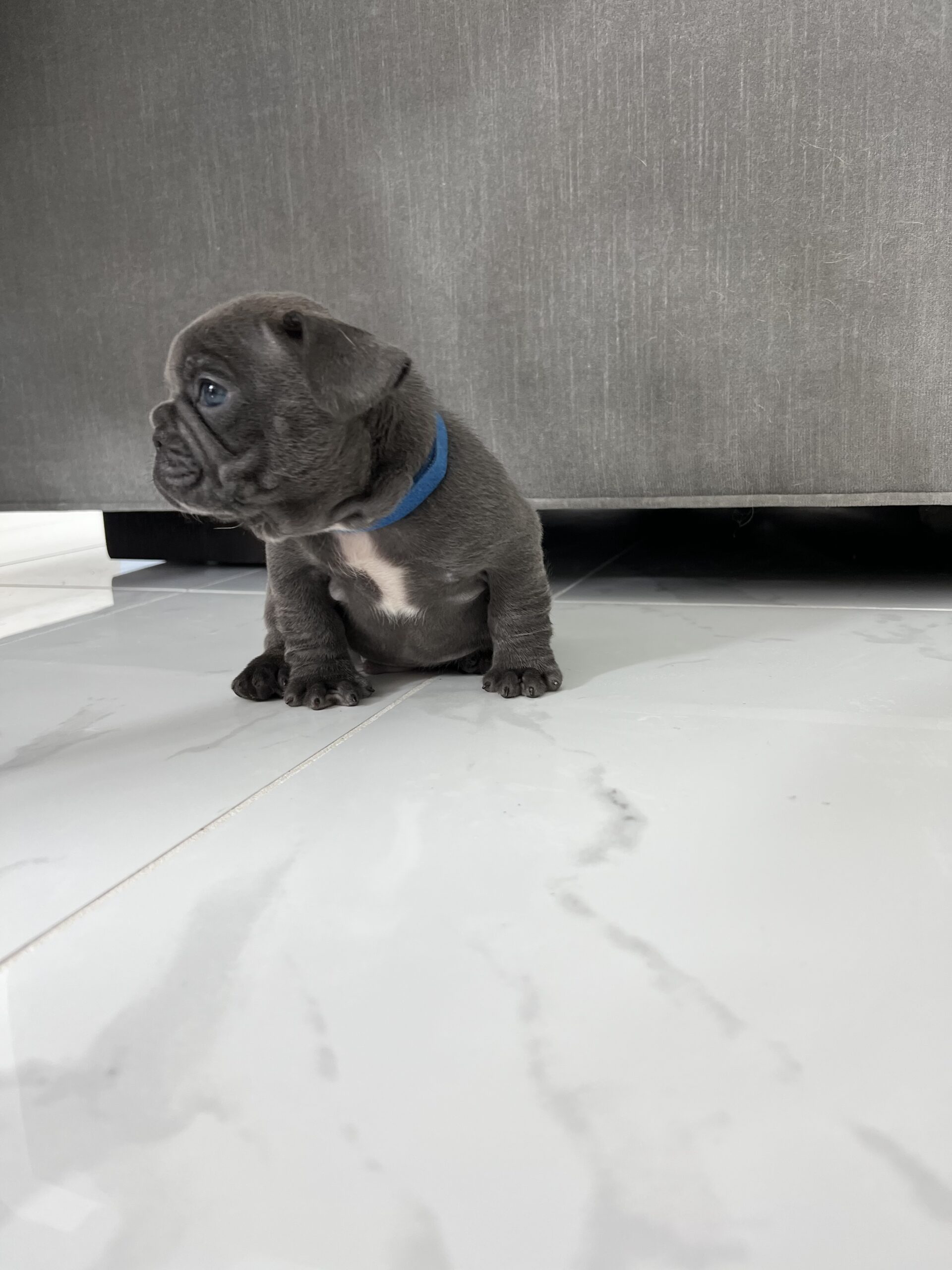 English Bulldog blue tree Escobar JR - 5
