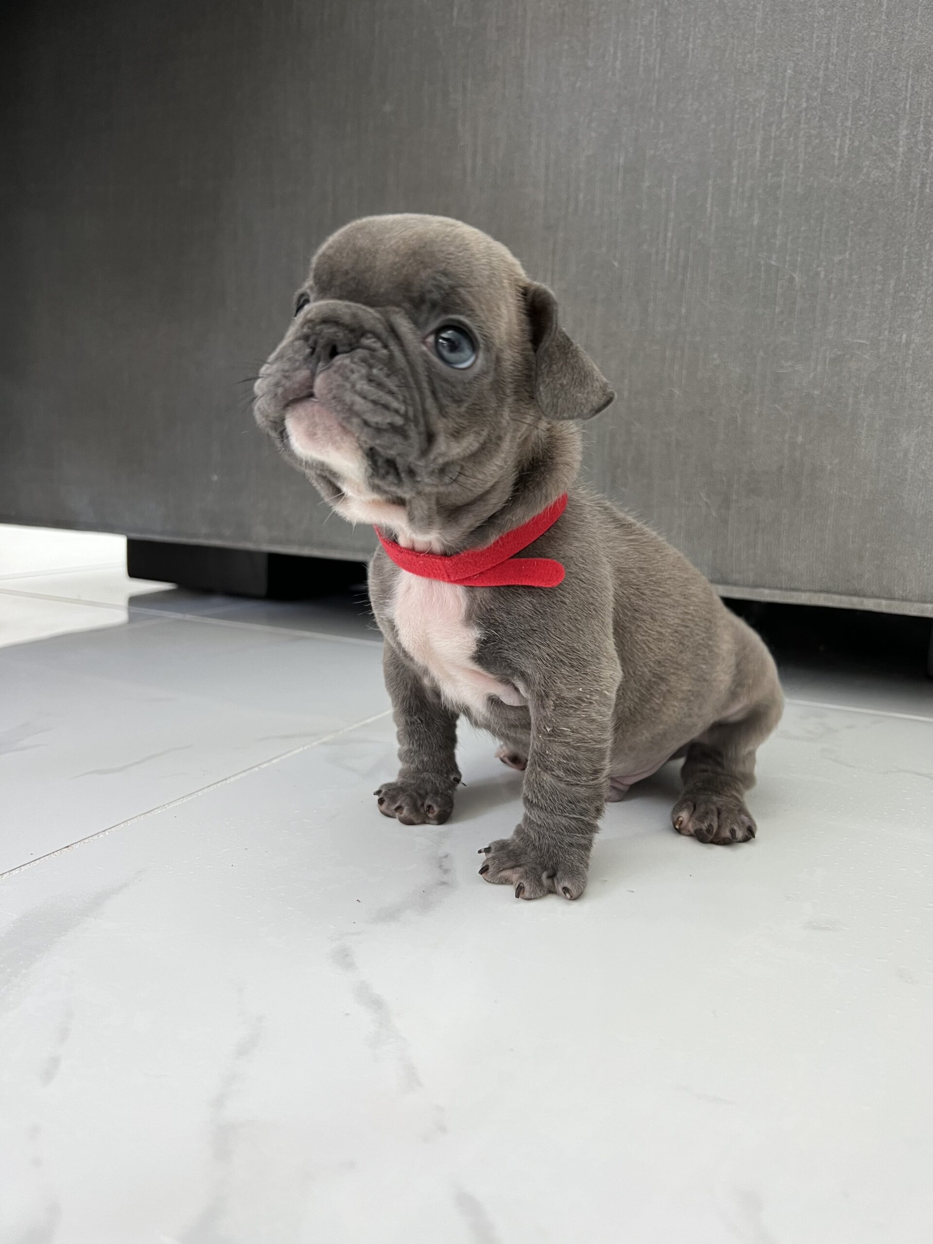 English Bulldog blue tree Escobar JR - 4