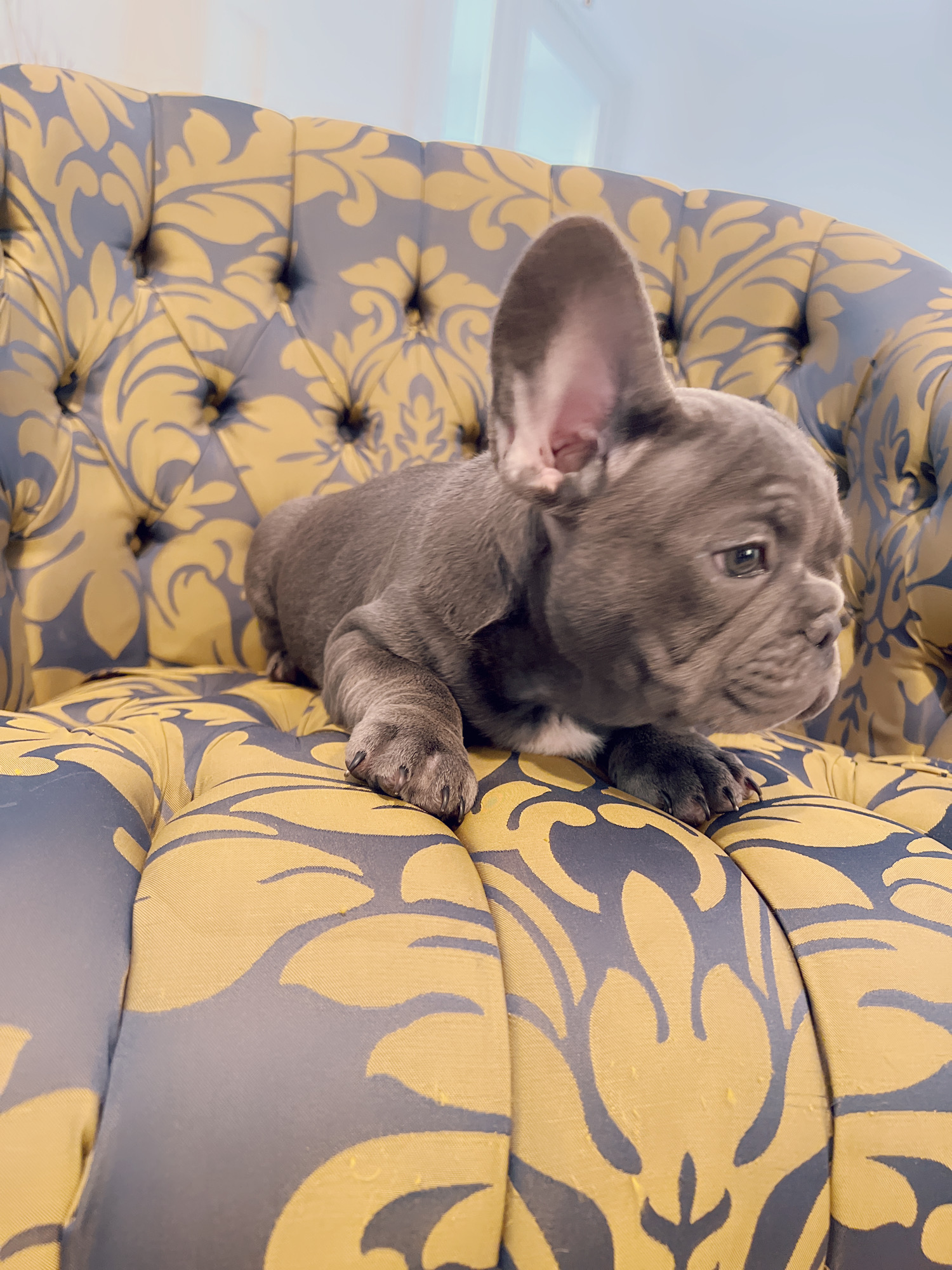 Blue frenchies isabella carriers (4 males ),Little Blue Brothers - 6