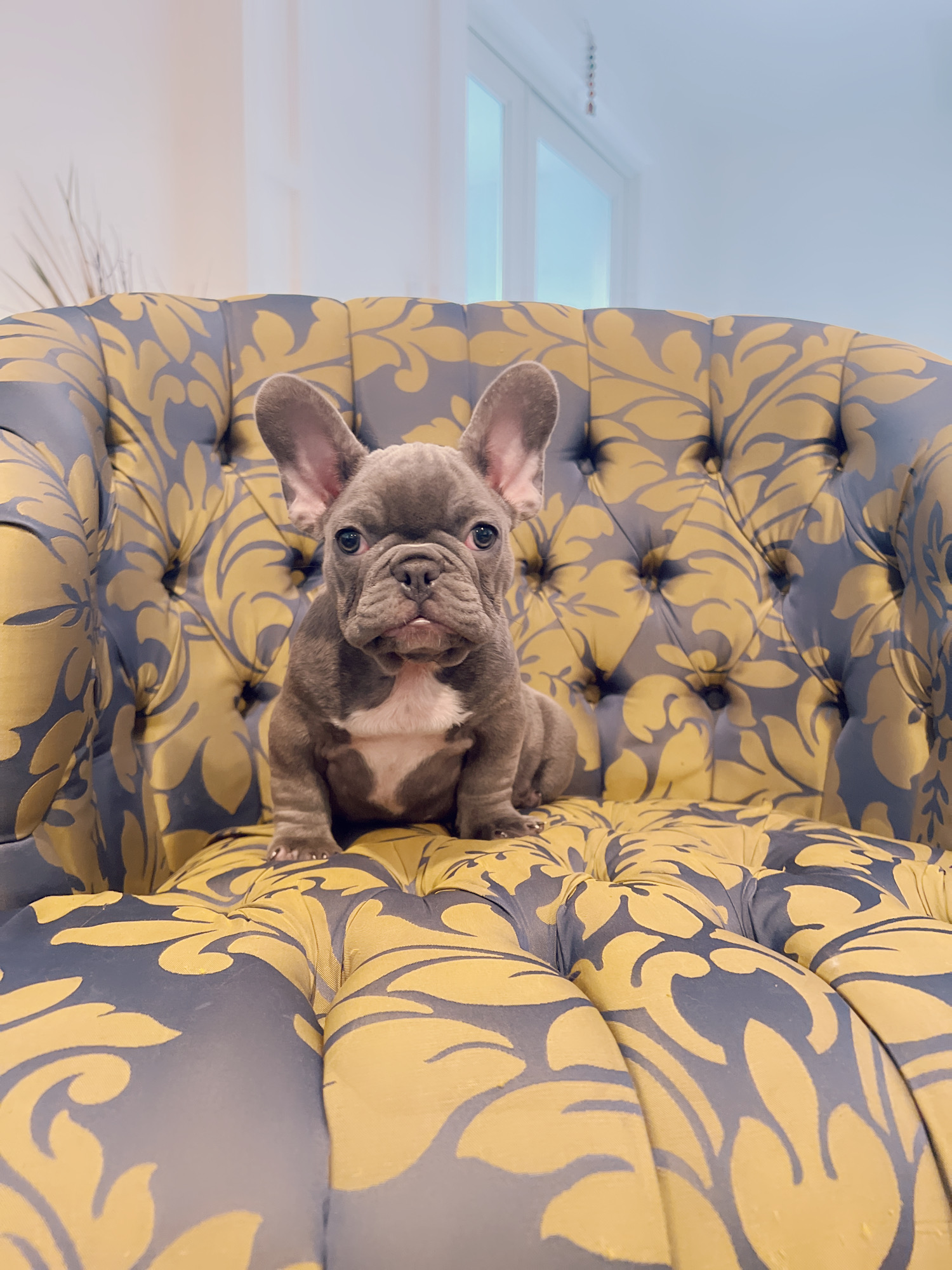 Blue frenchies isabella carriers (4 males ),Little Blue Brothers - 5