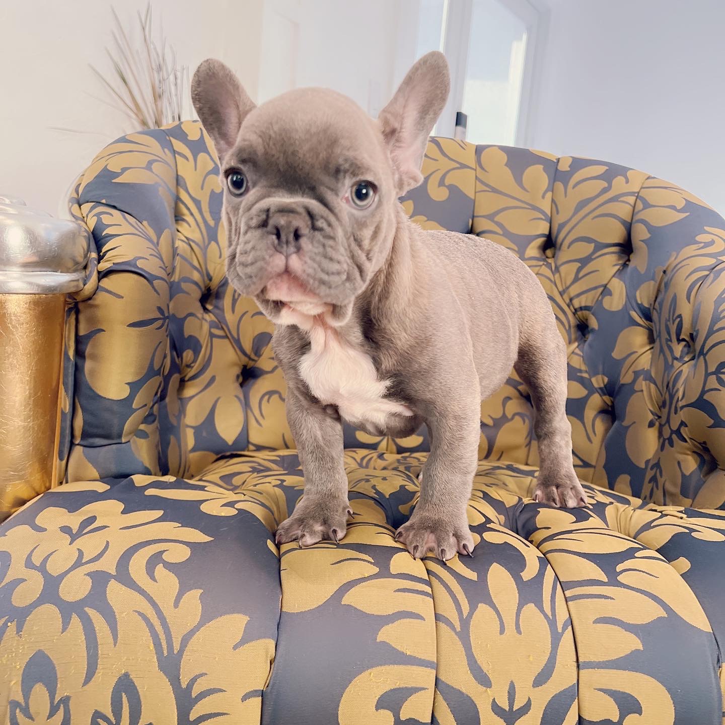 Blue frenchies isabella carriers (4 males ),Little Blue Brothers