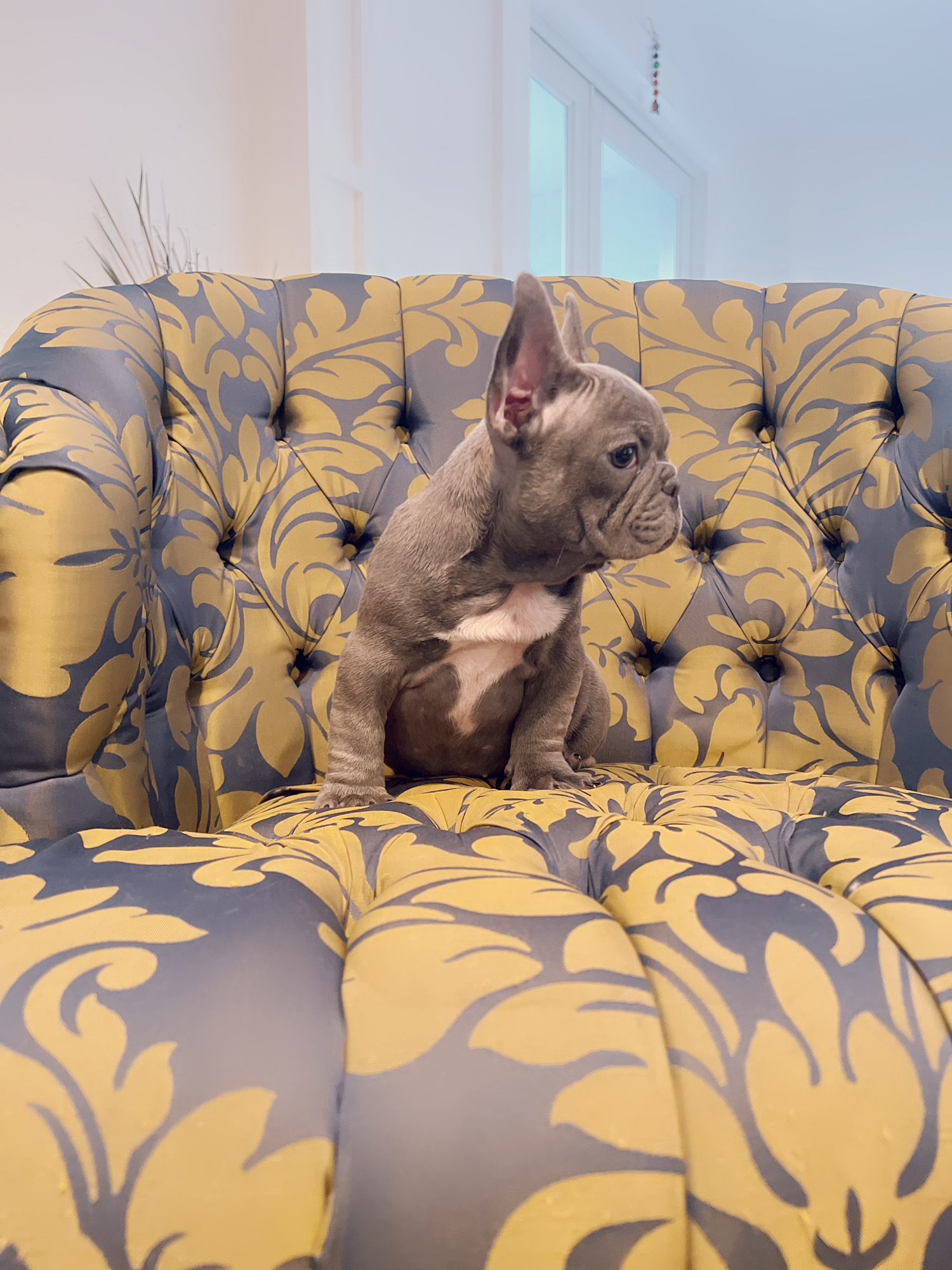 Blue frenchies isabella carriers (4 males ),Little Blue Brothers - 7