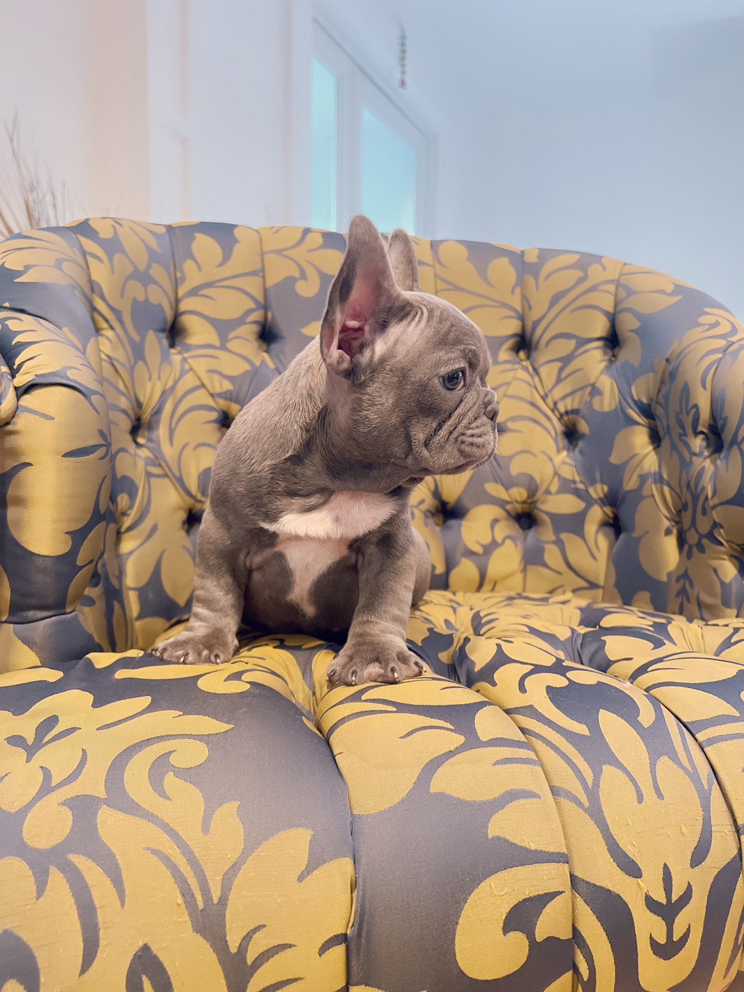 Blue frenchies isabella carriers (4 males ),Little Blue Brothers - 3