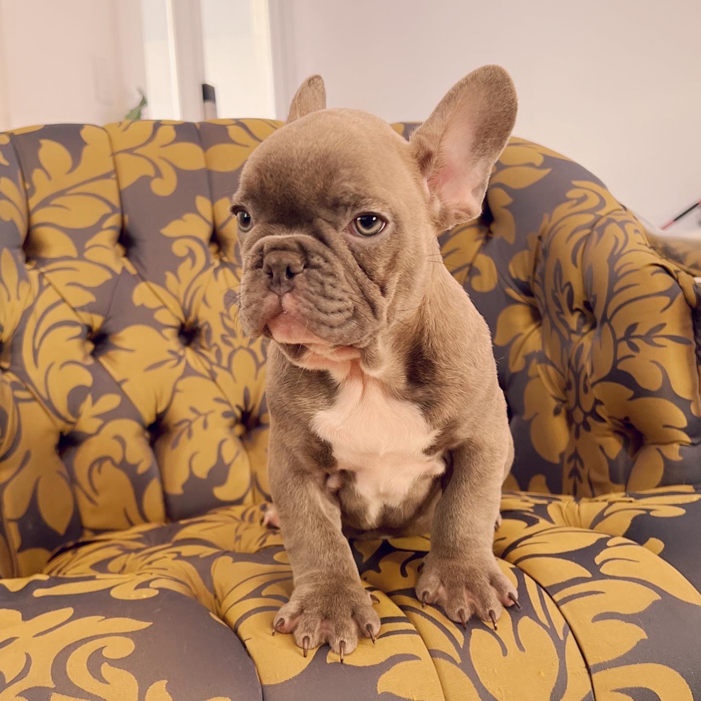 Blue frenchies isabella carriers (4 males ),Little Blue Brothers - 2