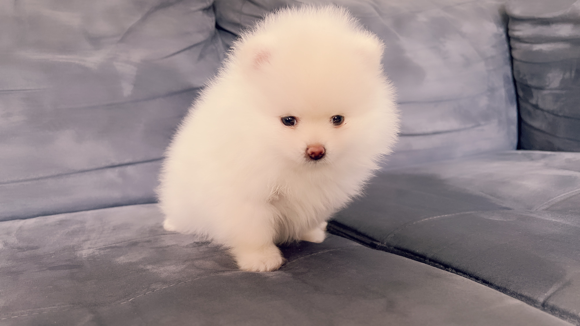 English Bulldog blue tree Escobar JR - 5