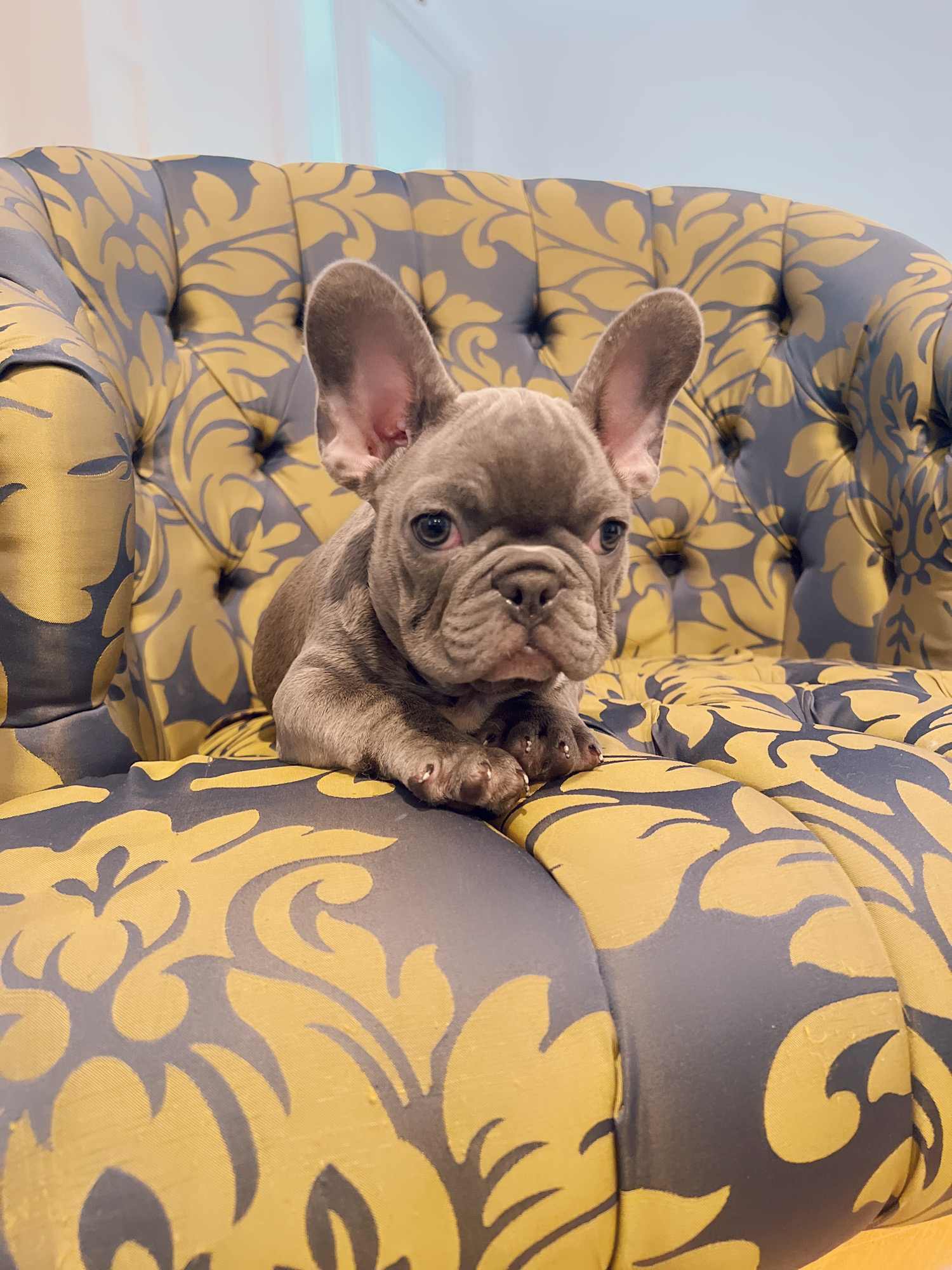 Blue frenchies isabella carriers (4 males ),Little Blue Brothers - 6