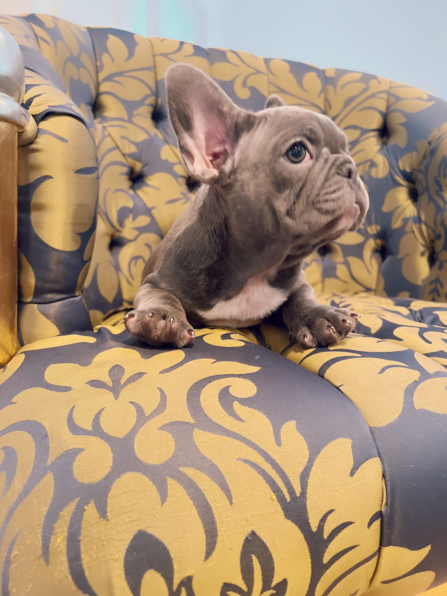 Blue frenchies isabella carriers (4 males ),Little Blue Brothers - 2