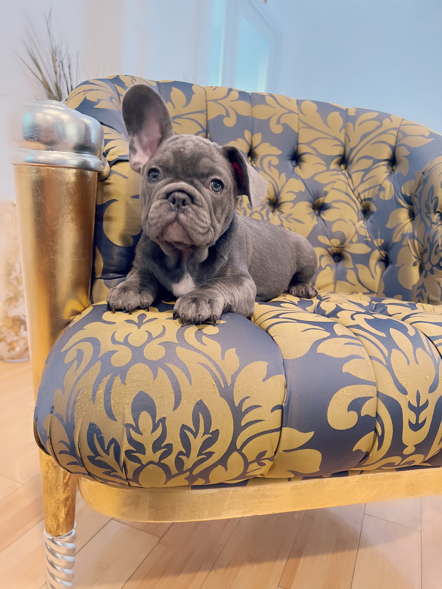 Blue frenchies isabella carriers (4 males ),Little Blue Brothers - 5