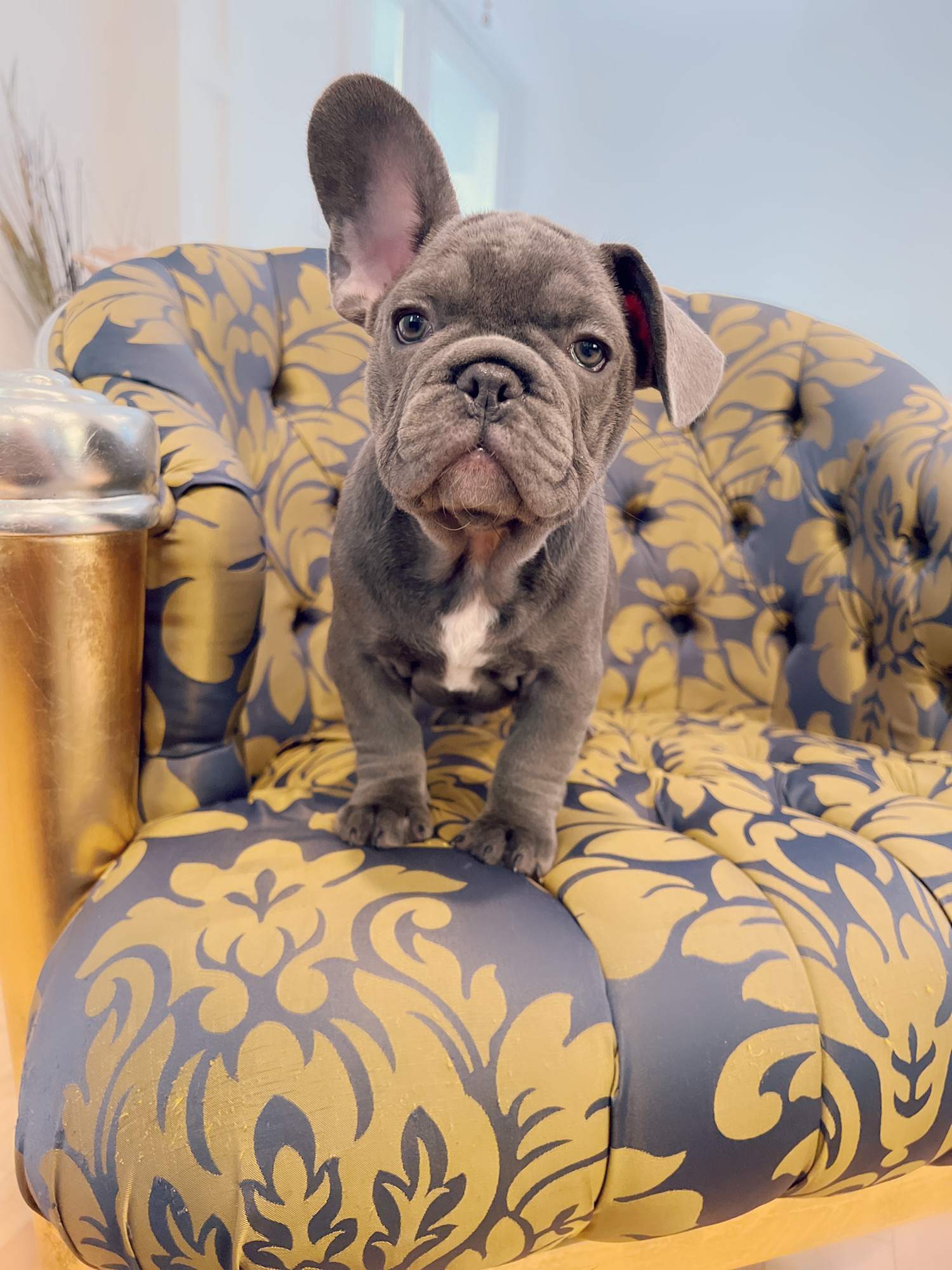 Blue frenchies isabella carriers (4 males ),Little Blue Brothers - 7