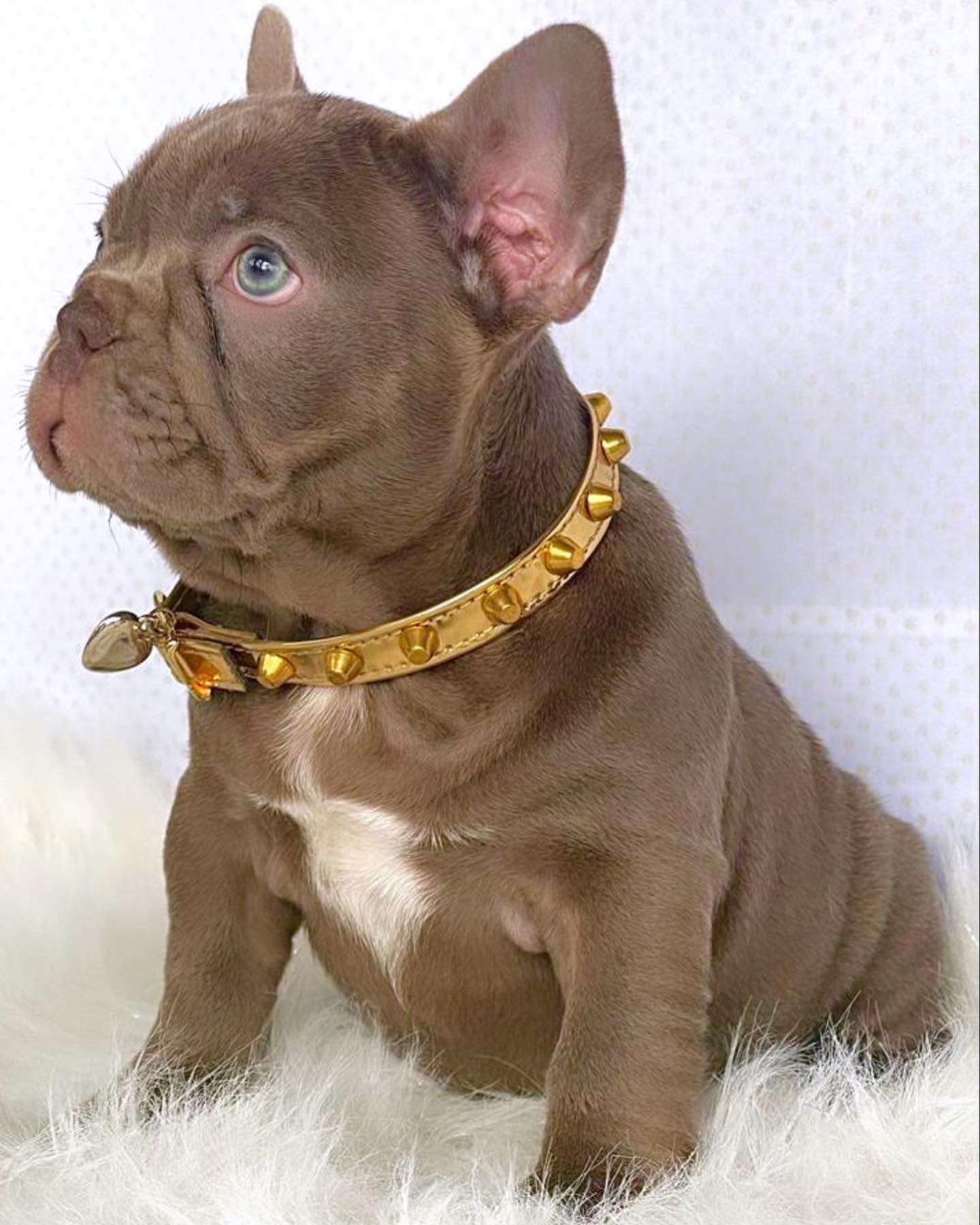 French Bulldog blue Isabella Carrie (male),Kilo