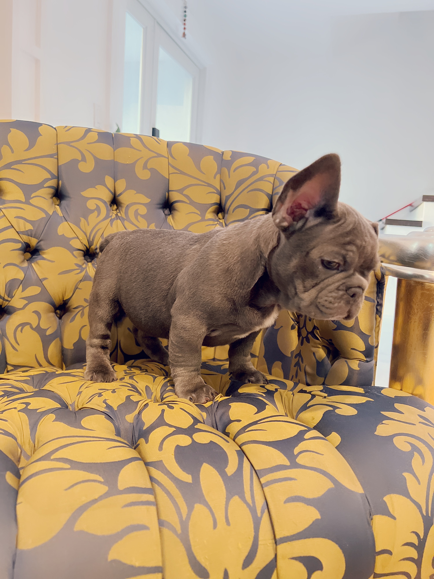 Blue frenchies isabella carriers (4 males ),Little Blue Brothers - 4