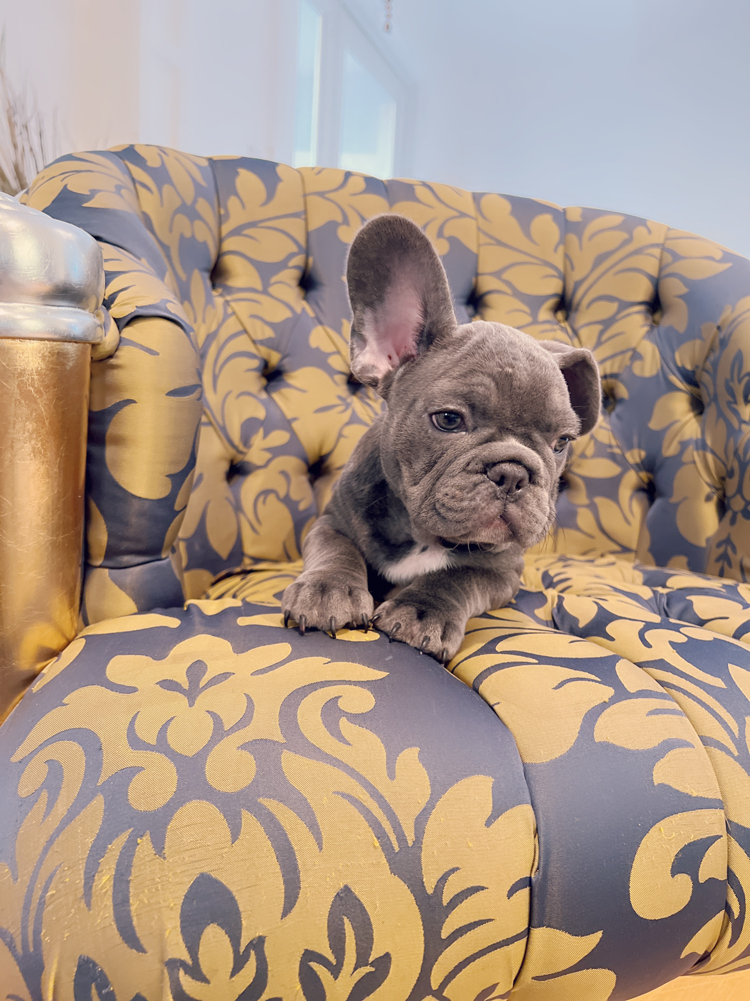 Blue frenchies isabella carriers (4 males ),Little Blue Brothers - 3