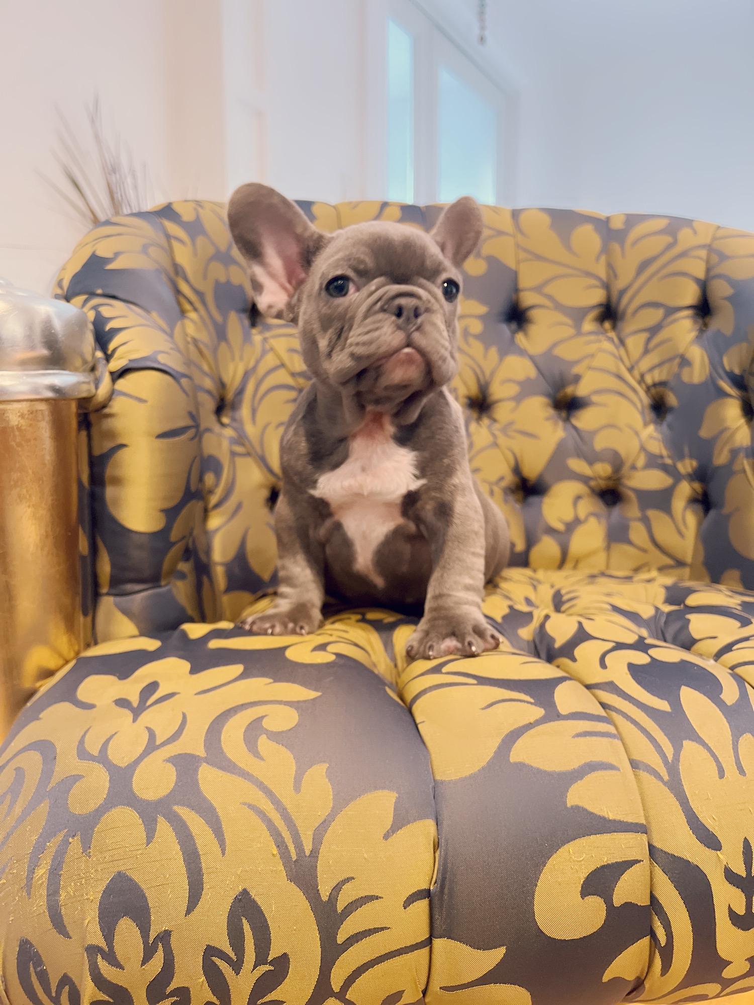 Blue frenchies isabella carriers (4 males ),Little Blue Brothers - 8