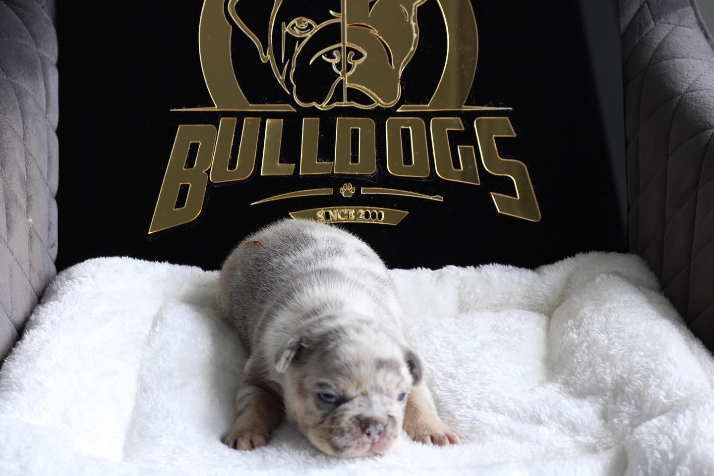 Pomeranian teacup teddy bear face male master pomeranian Dior - 5