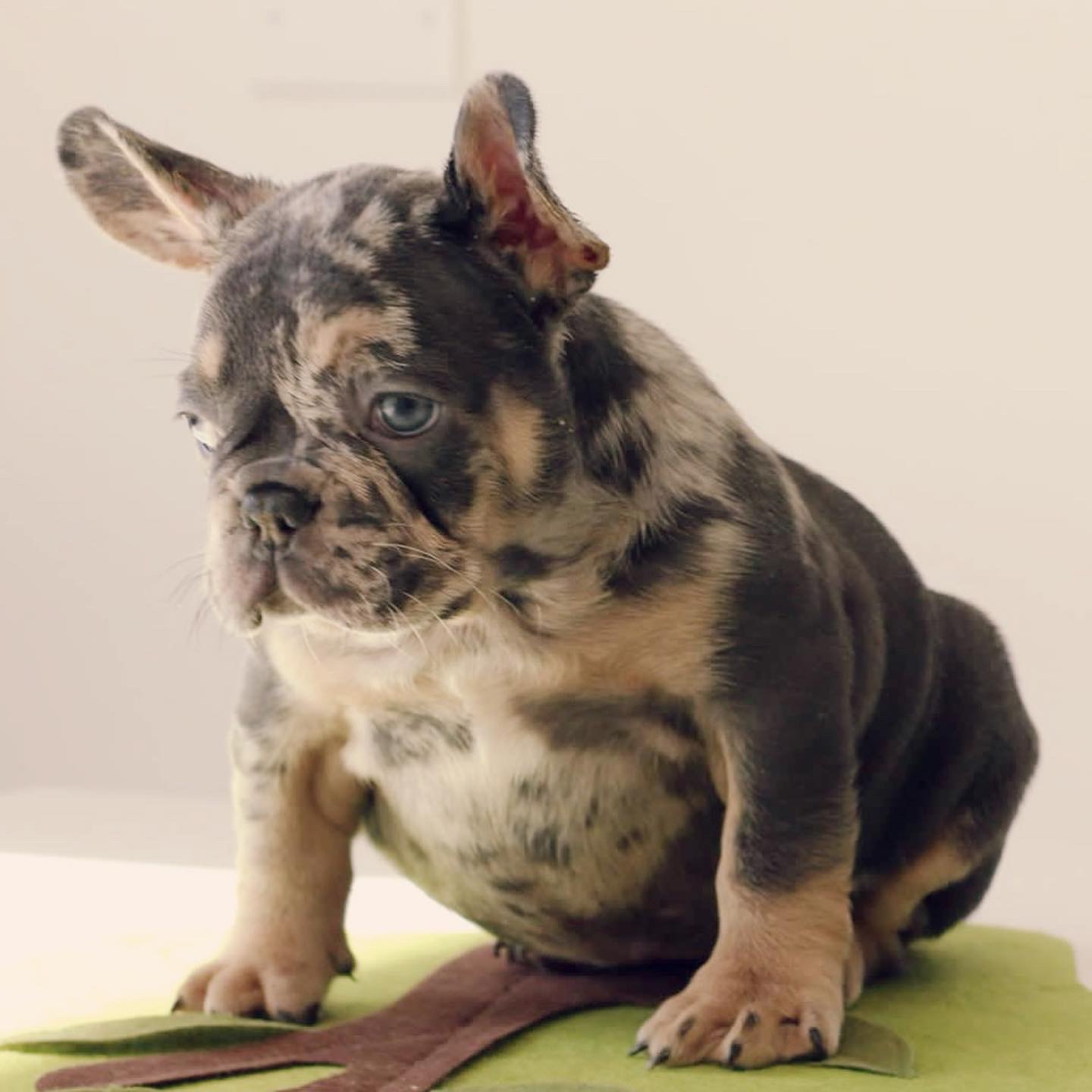 French bulldog blue sable female Isa