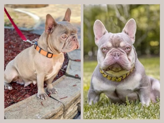 French bulldog Blue Isabella Carrier(Male) ,Mateo - 4