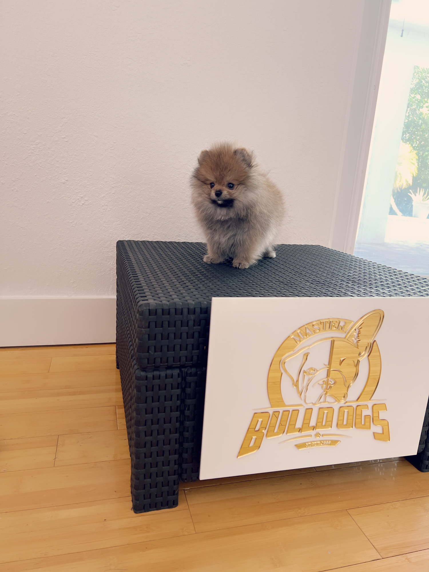 French bulldog black male, master bulldogs Asprilla - 12