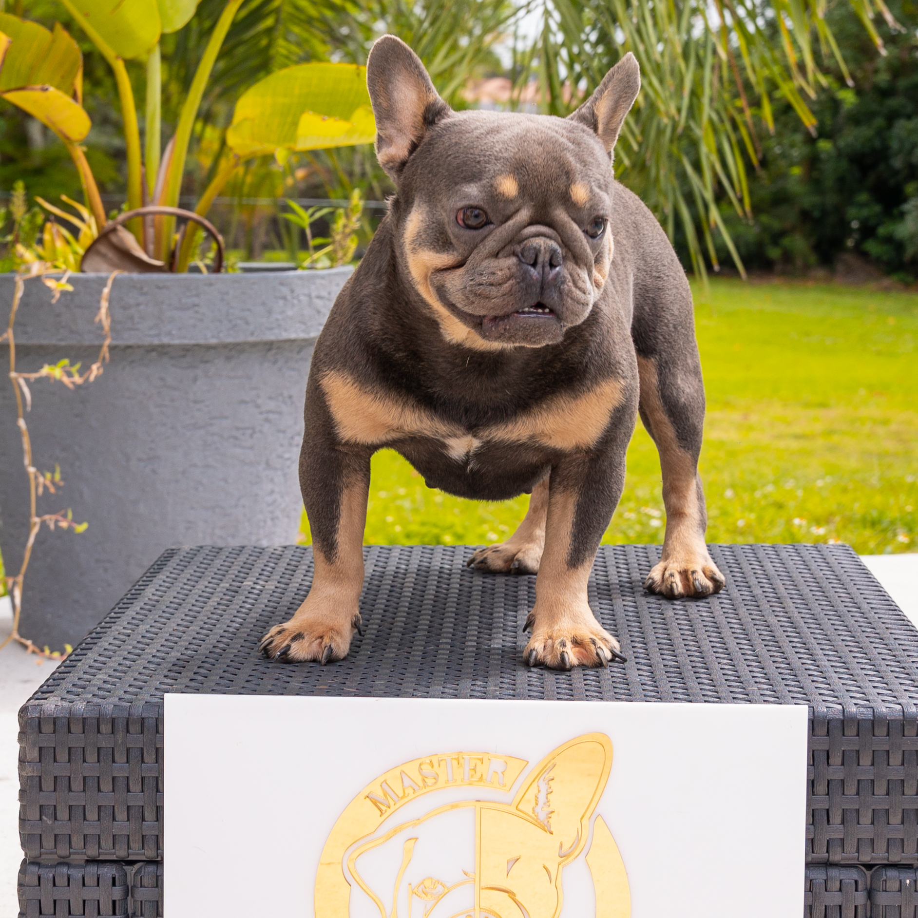 English Bulldog Black tree and tan female, Candy - 2