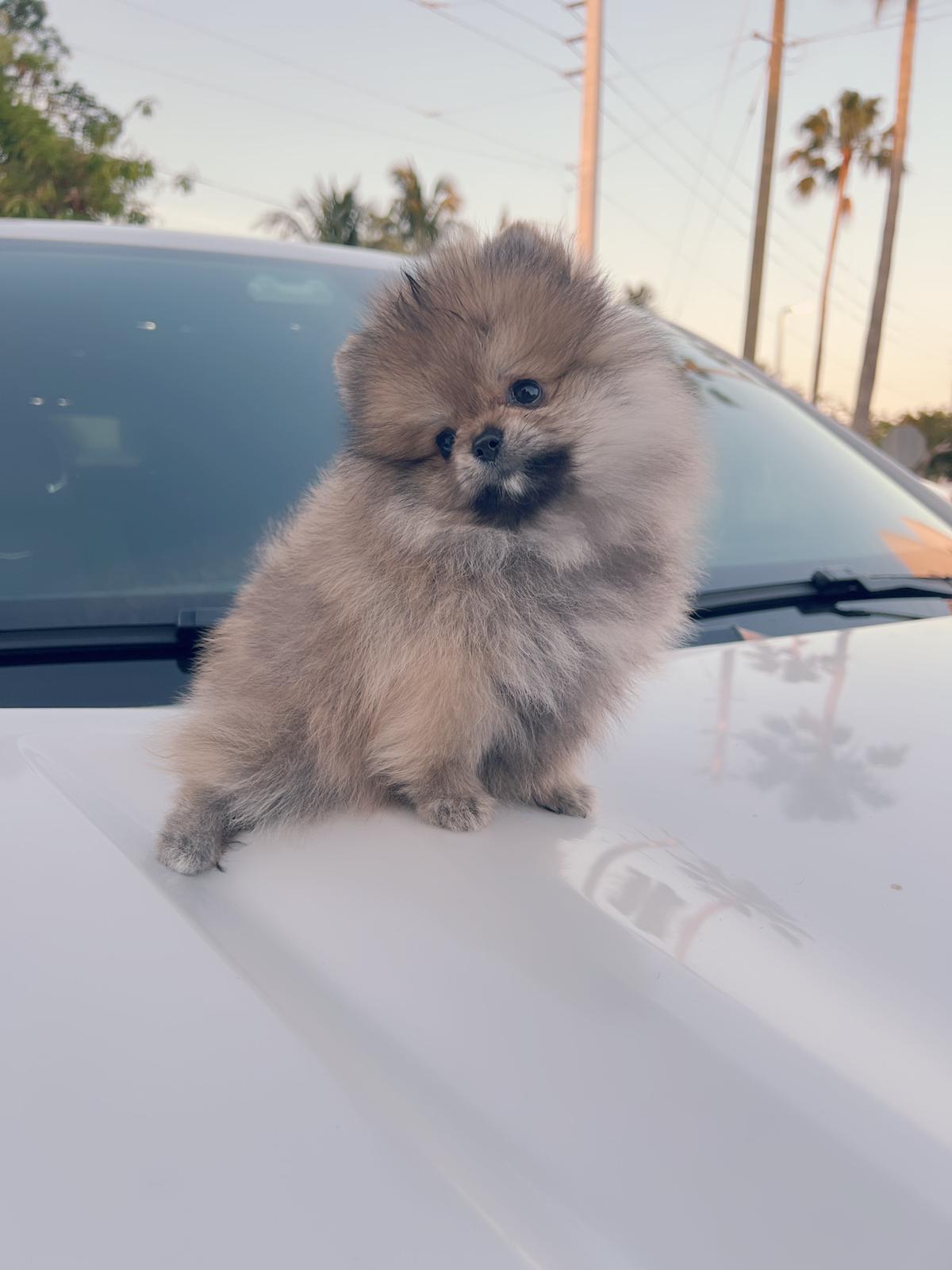 French bulldog black male, master bulldogs Asprilla - 13