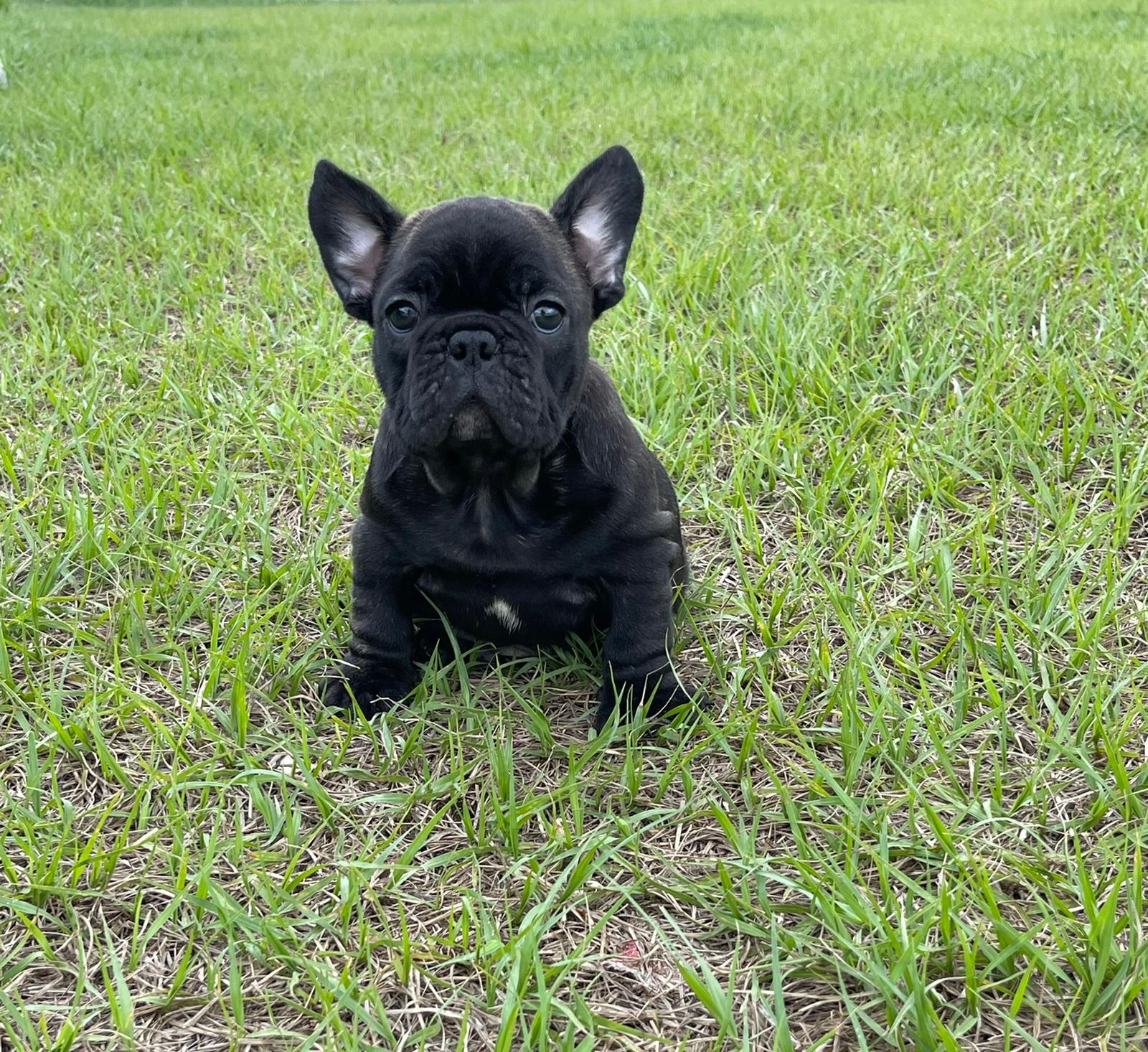 Frenchie full isabella male Fresita