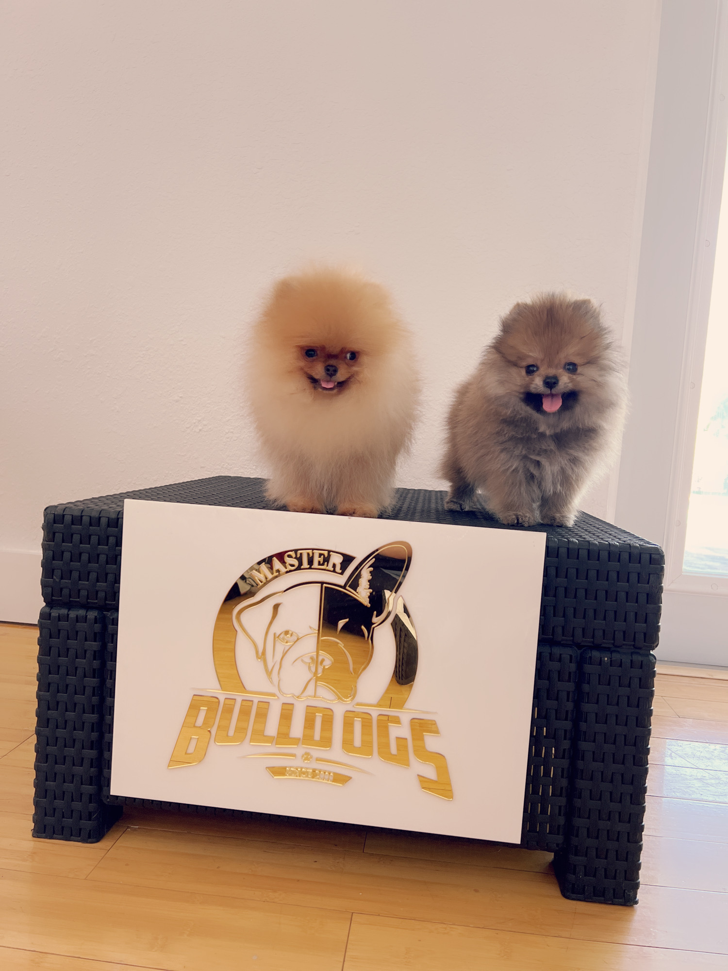 French bulldog black male, master bulldogs Asprilla - 2