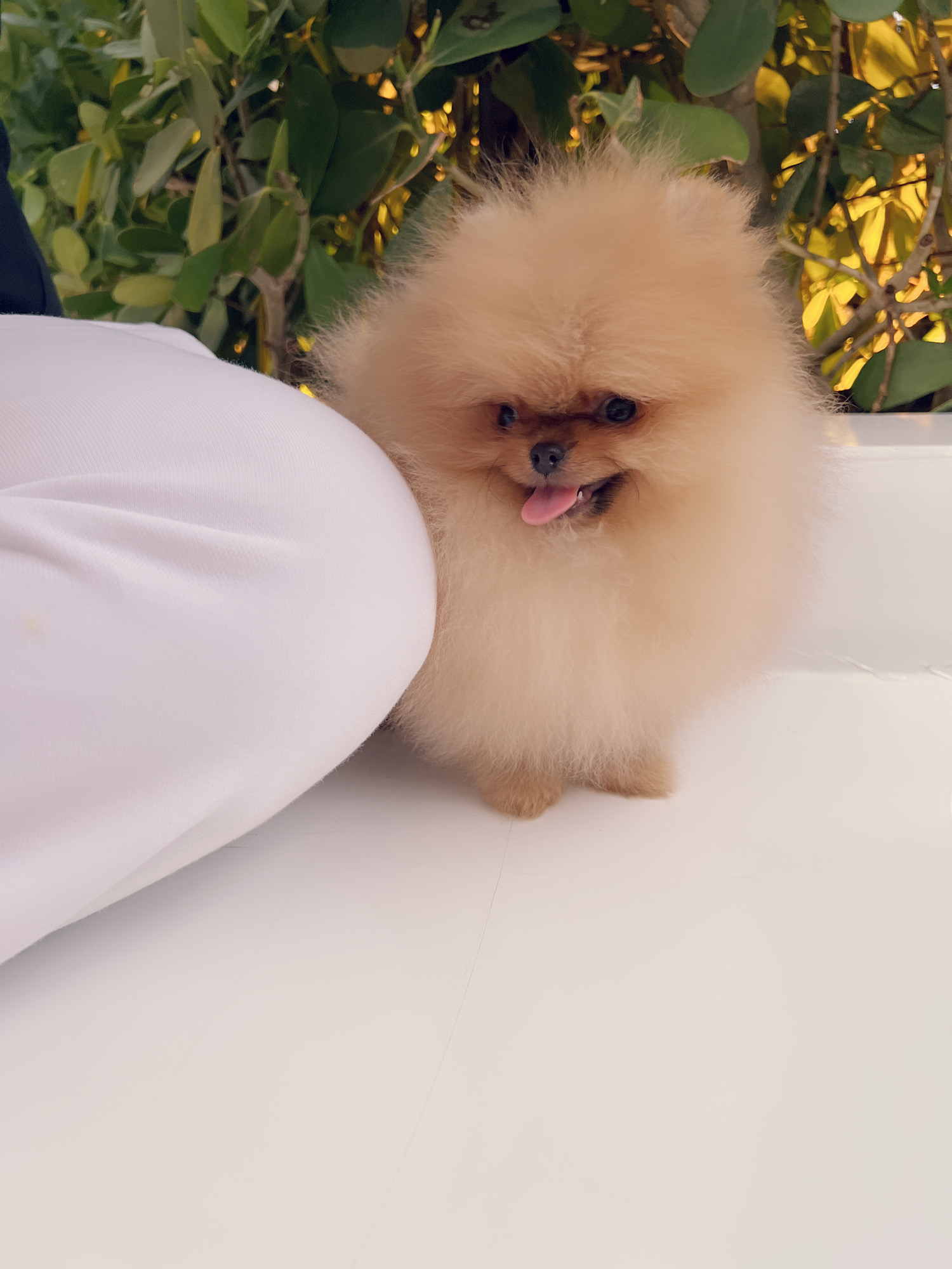 French bulldog blue Isabella carrier (Female), valentines - 5