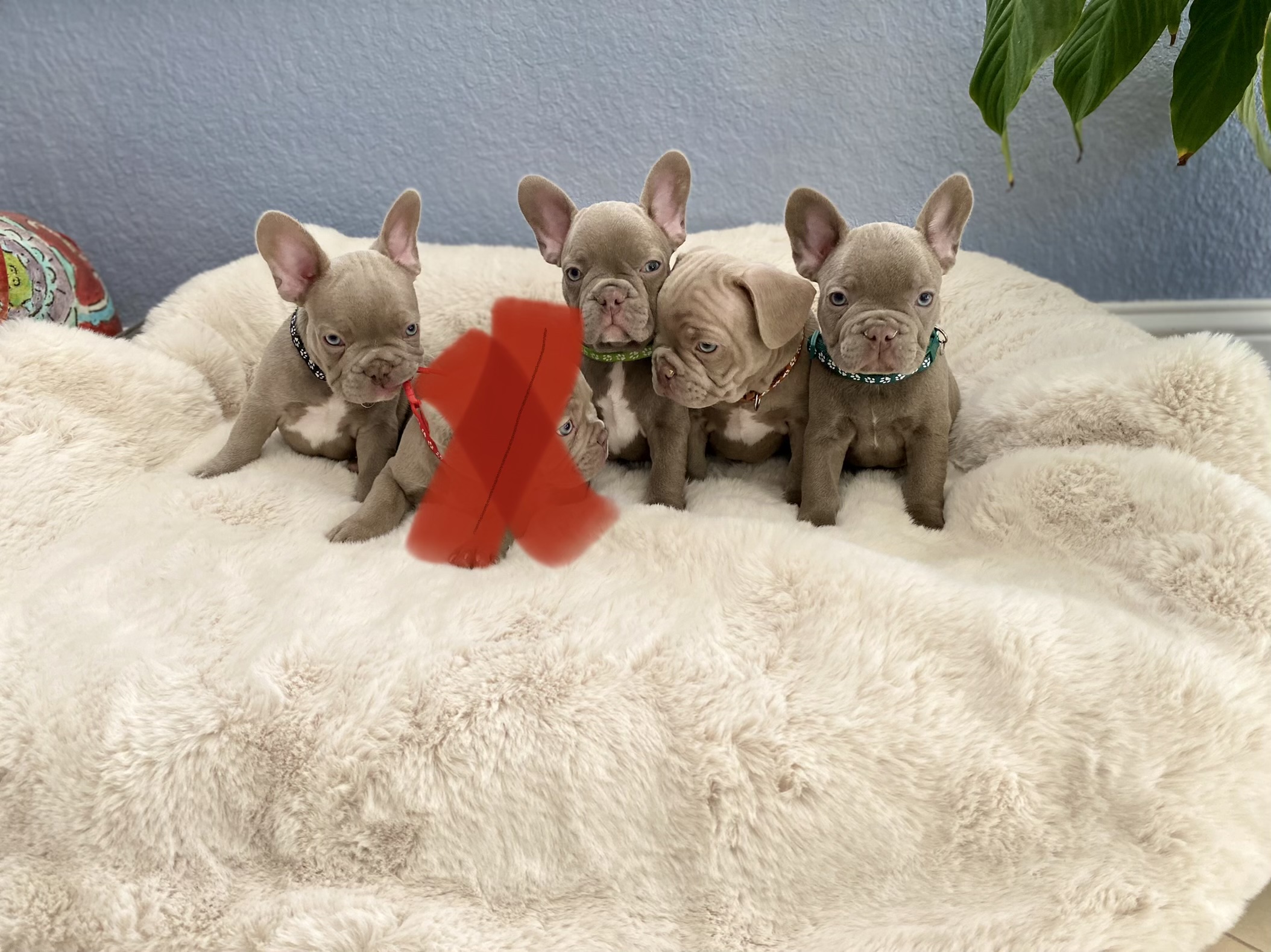 French bulldog blue Isabella carrier (Female), valentines - 3
