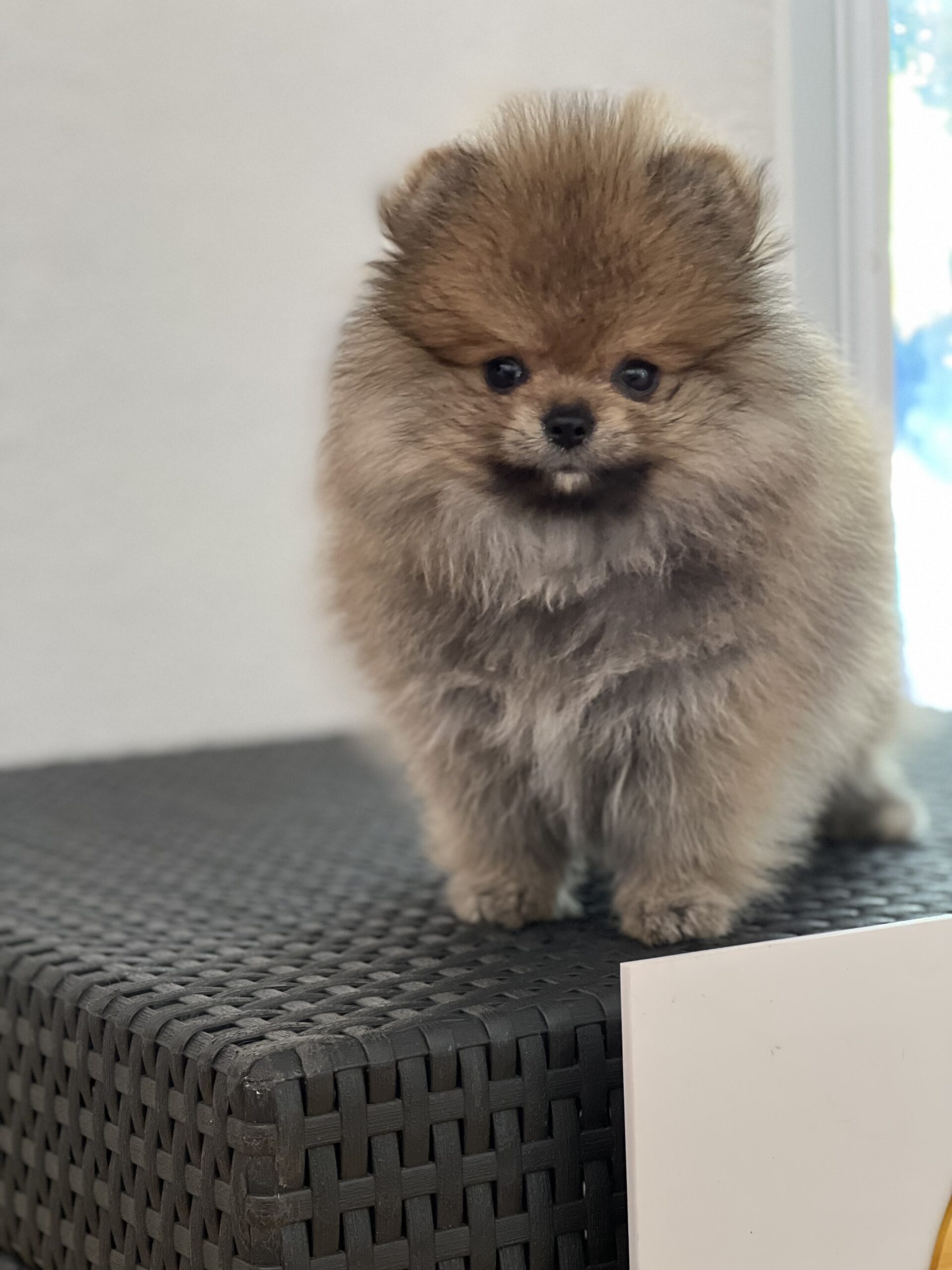 French bulldog black male, master bulldogs Asprilla - 5