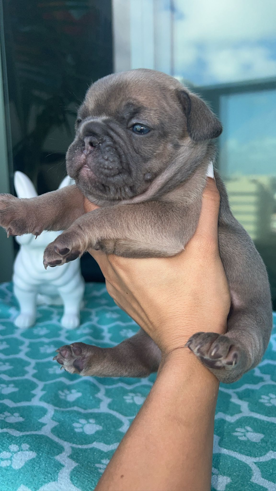 Full isabella female Athena