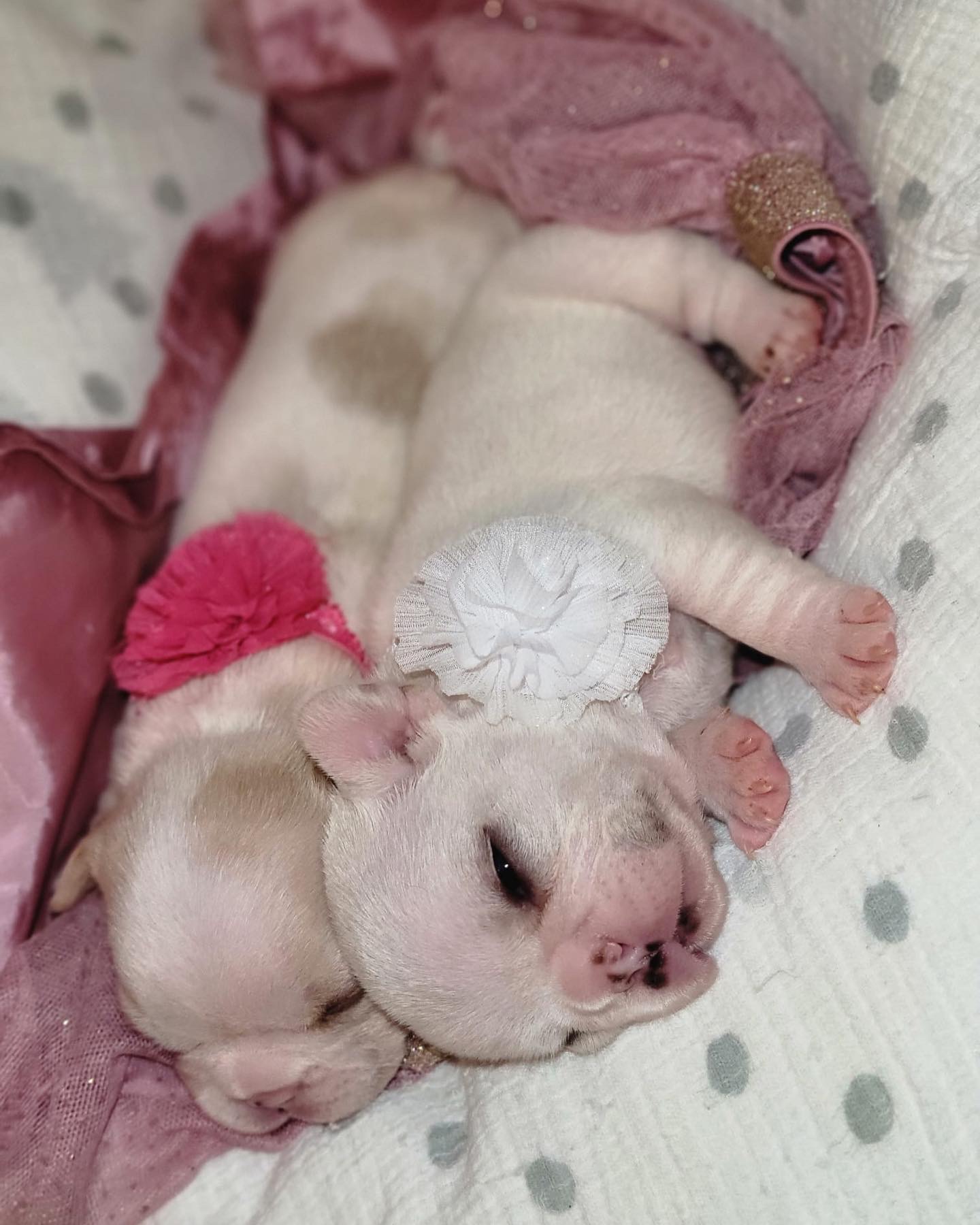 English Bulldog Black tree and tan female, Candy - 5