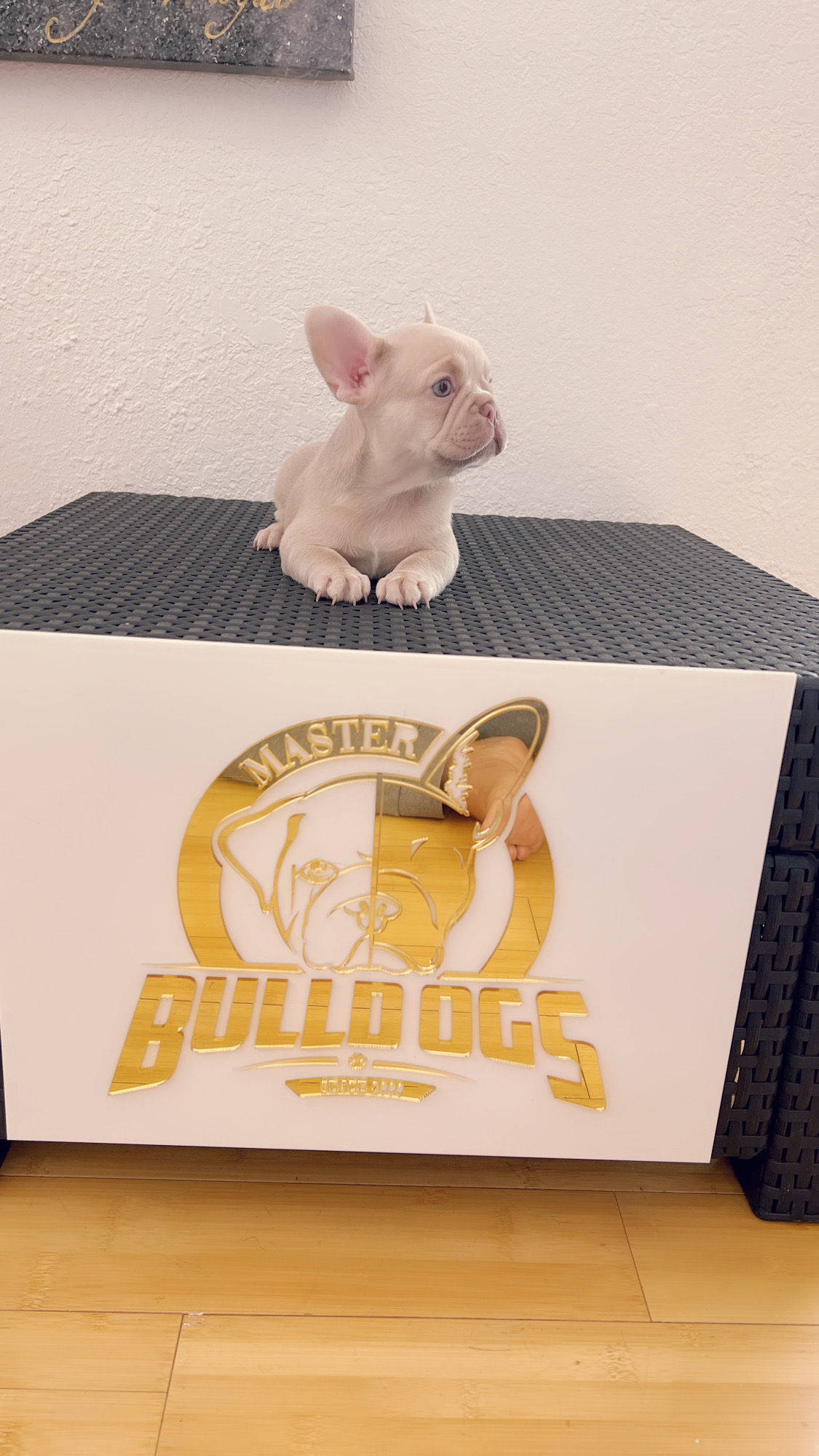 French bulldog Lilac merle isabella carrier female princess - 4