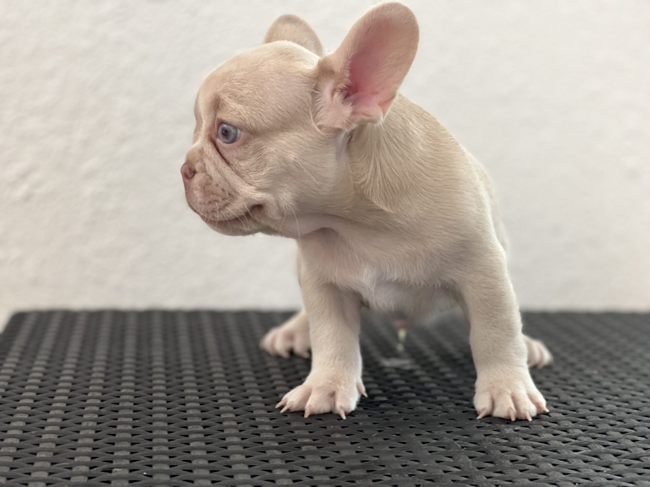 English bulldog lilac tree and tan mini female ,kiara - 5