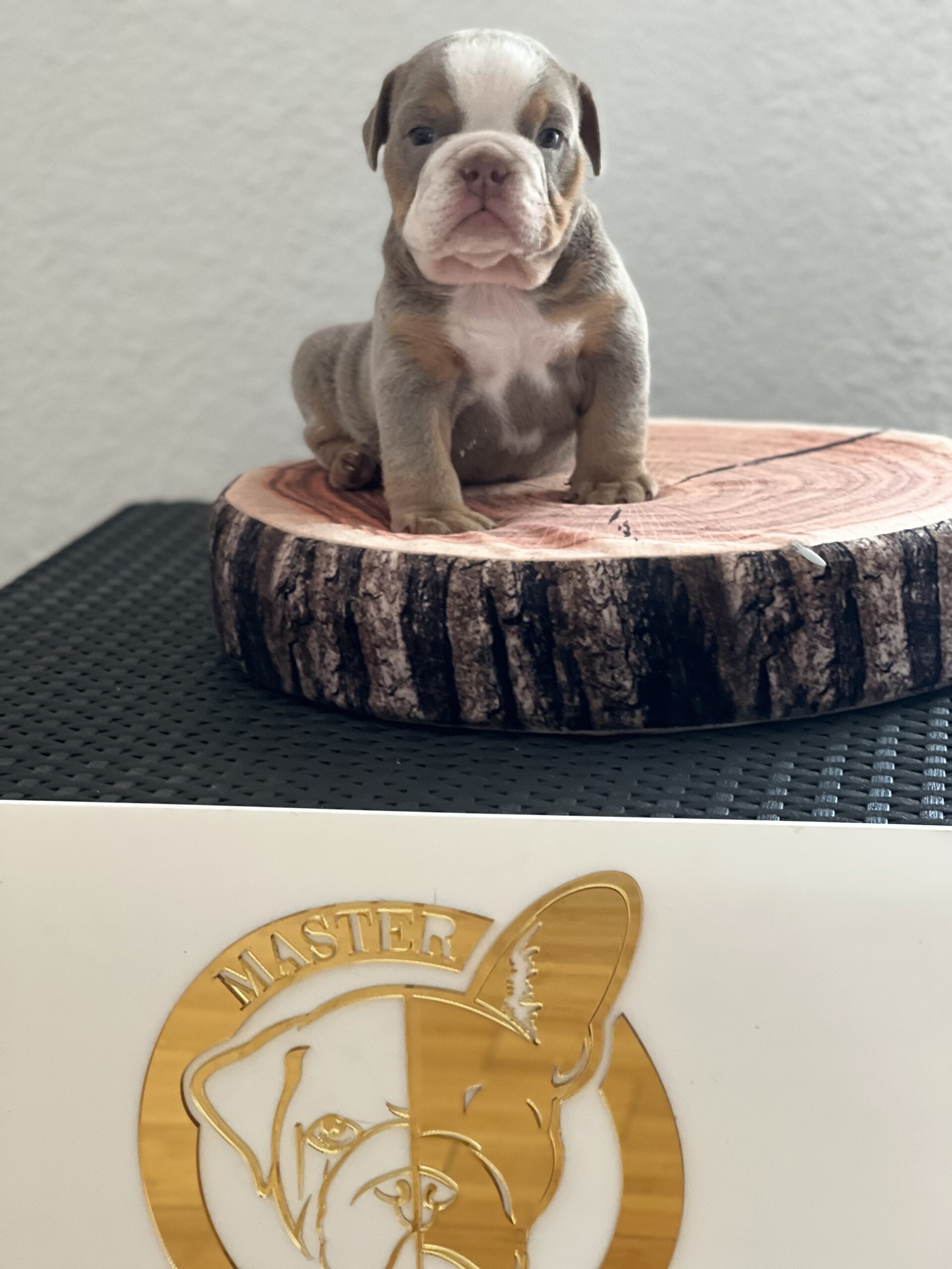 French bulldog brindle male Mr Black - 3