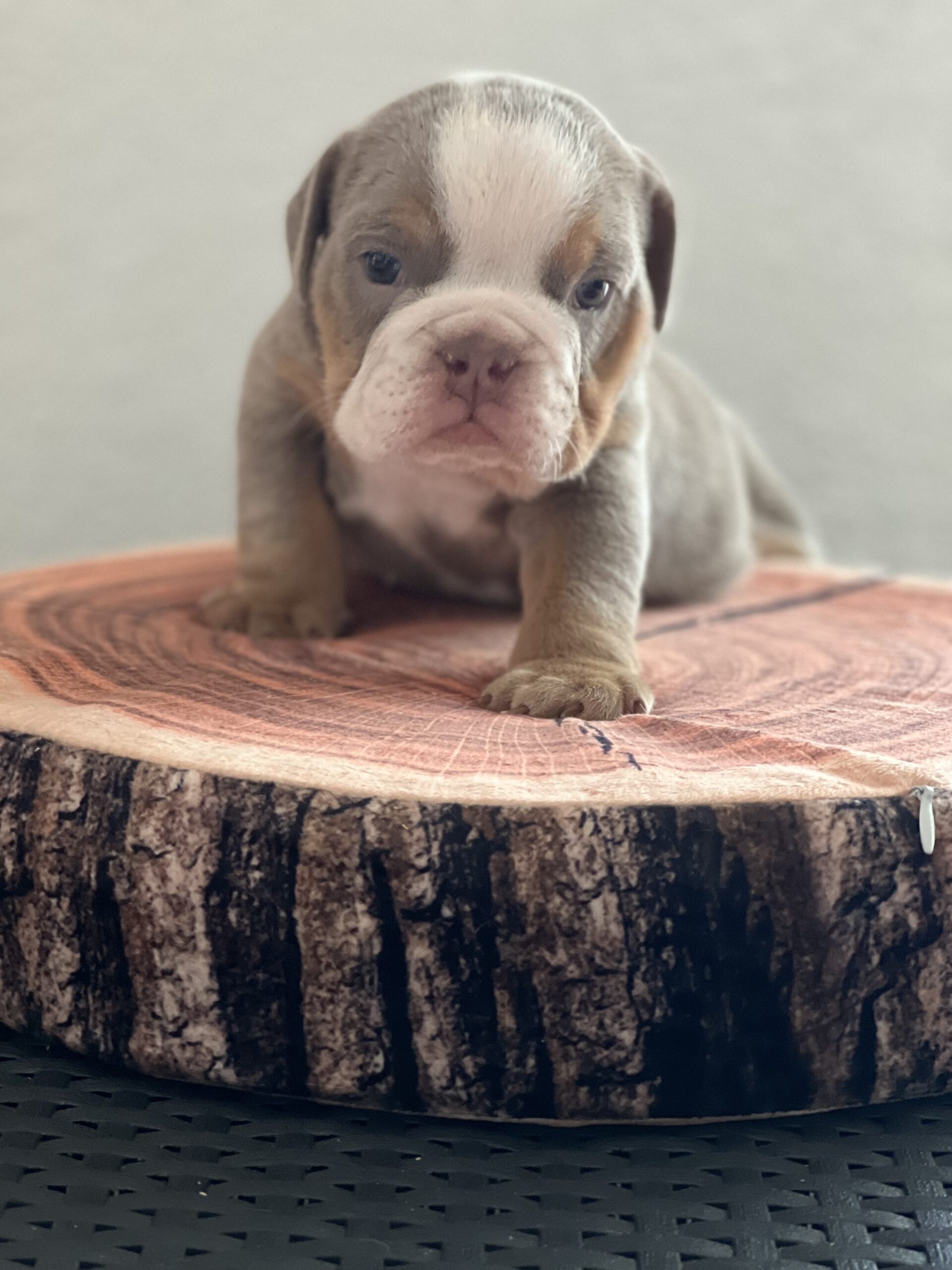 French bulldog brindle male Mr Black - 4