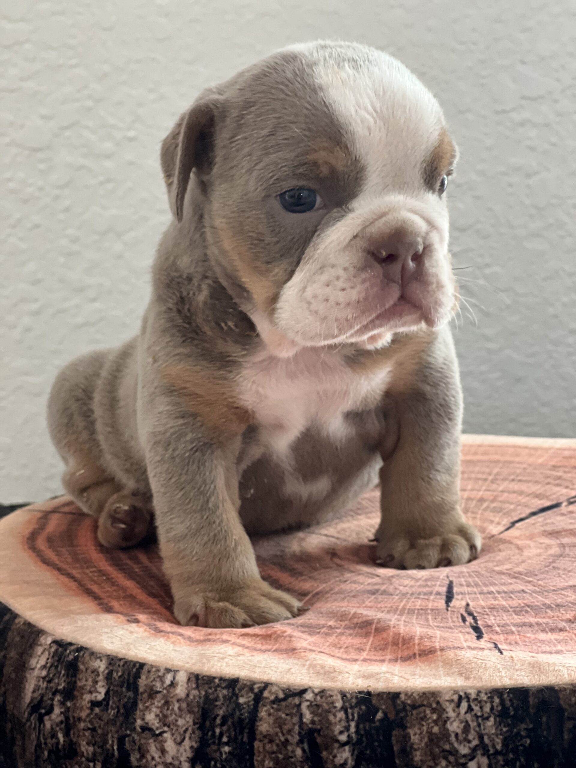 French bulldog brindle male Mr Black - 7