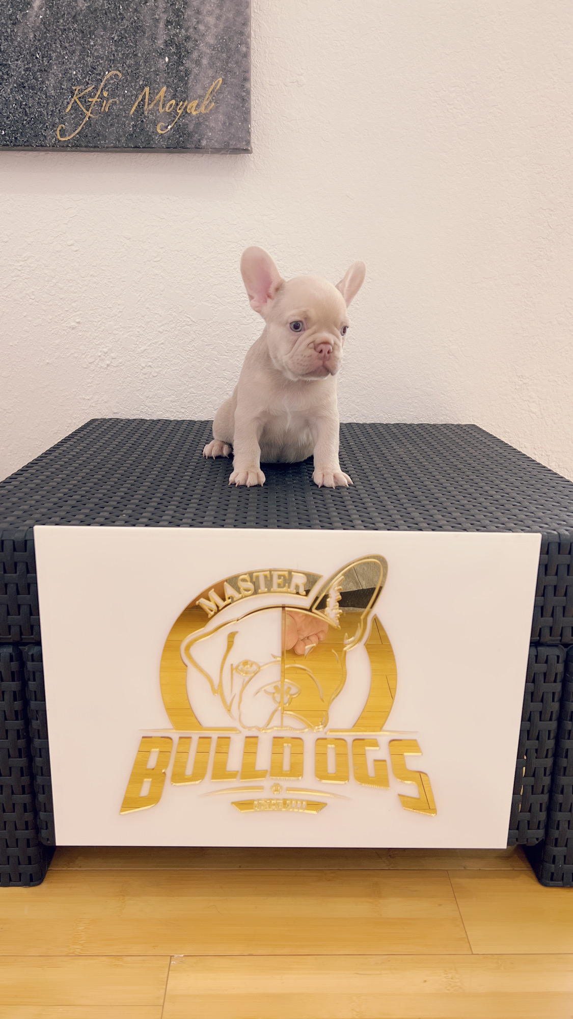 French bulldog Lilac merle isabella carrier female princess - 9