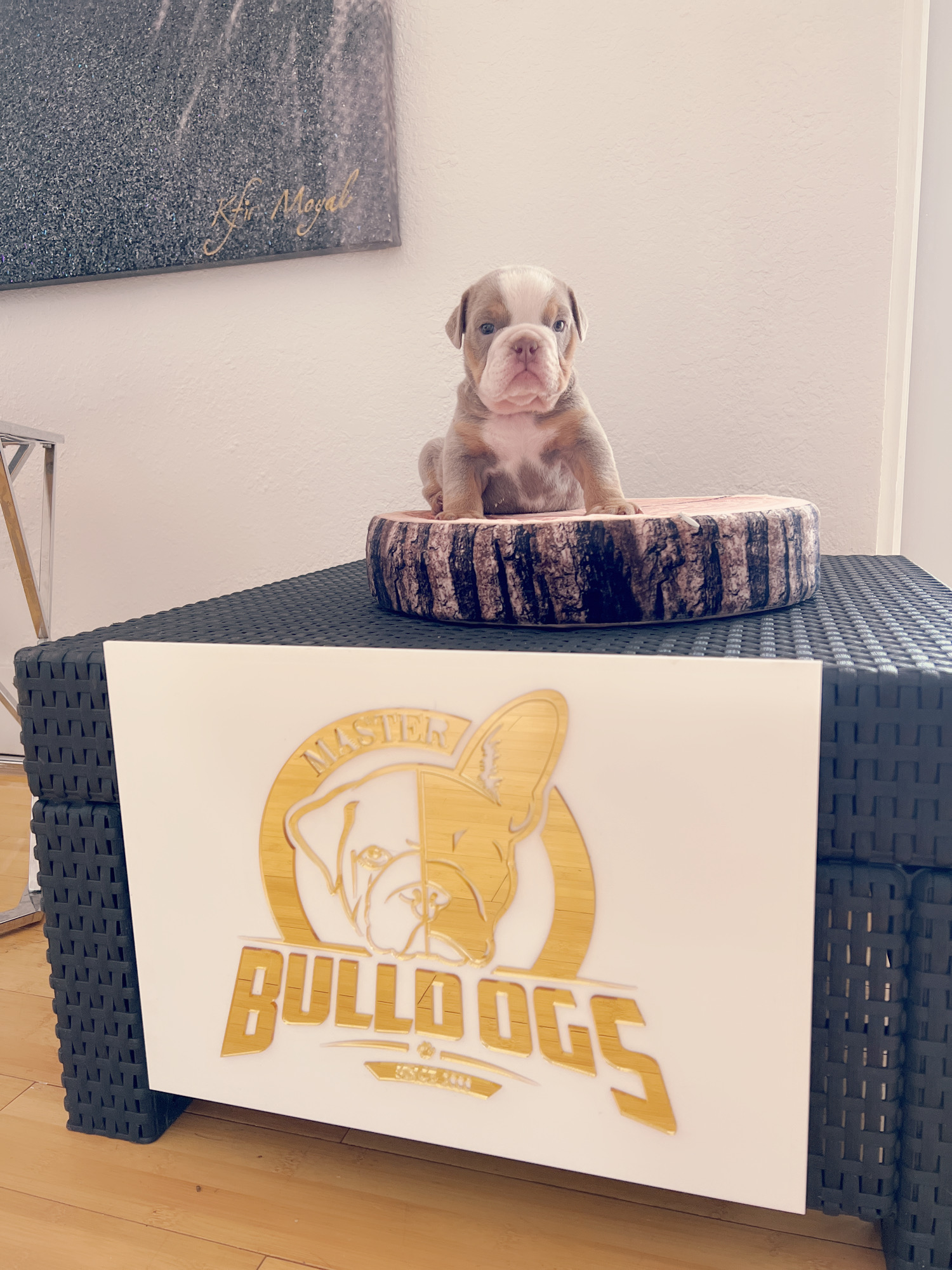 French bulldog brindle male Mr Black - 5