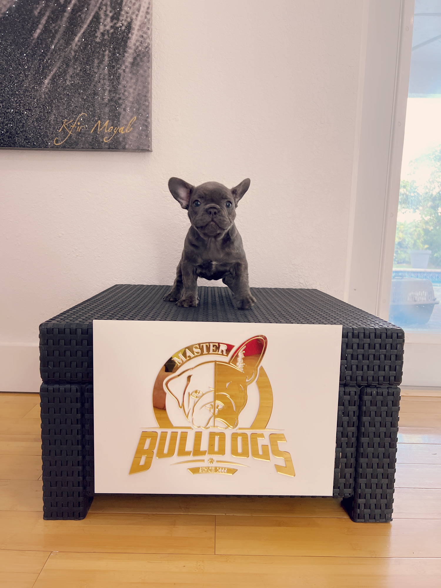 French bulldog lilac and tan Isabella carrier (female), paris