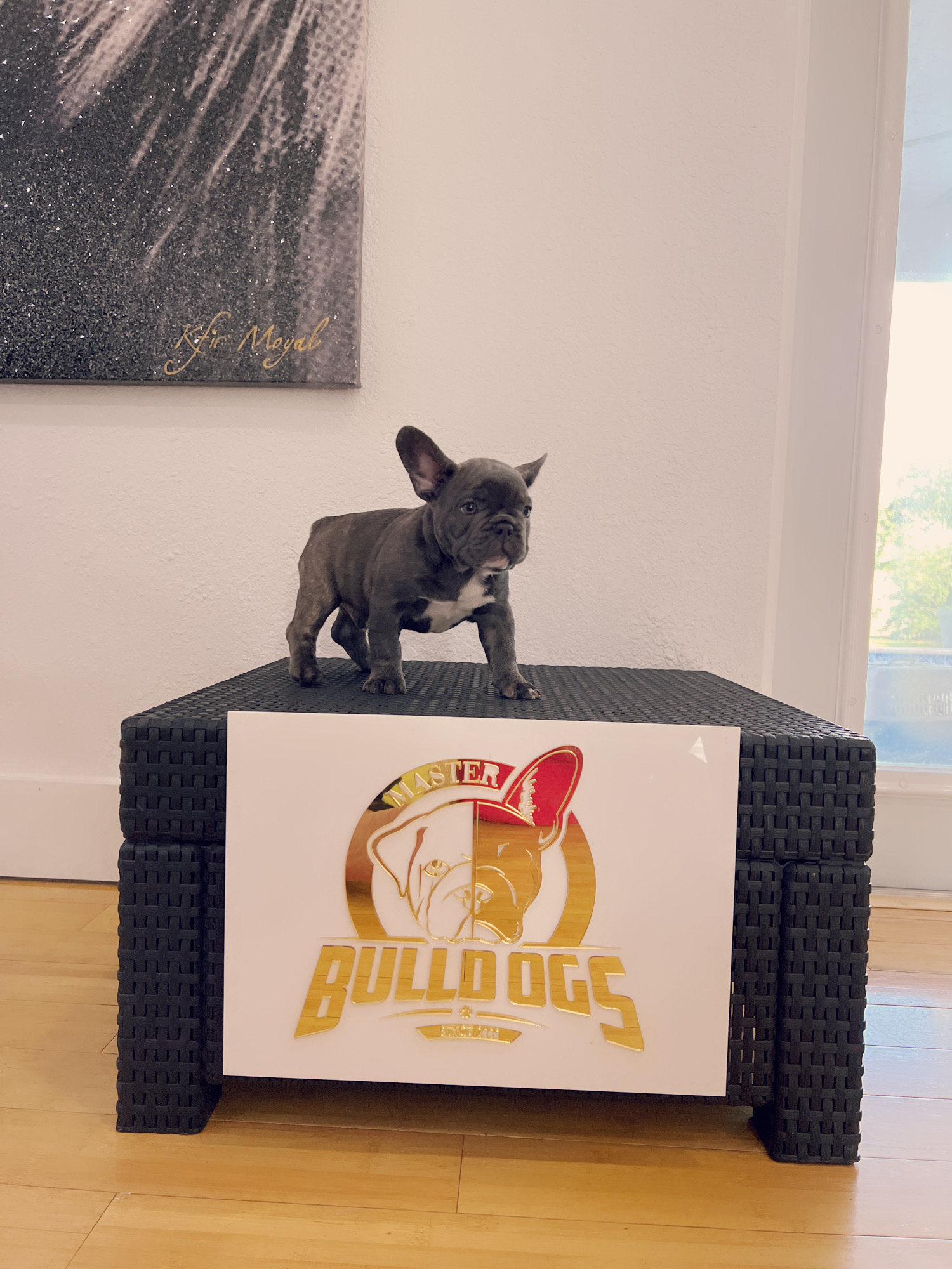 Lilac fawn Isabella carrier male Coco - 3