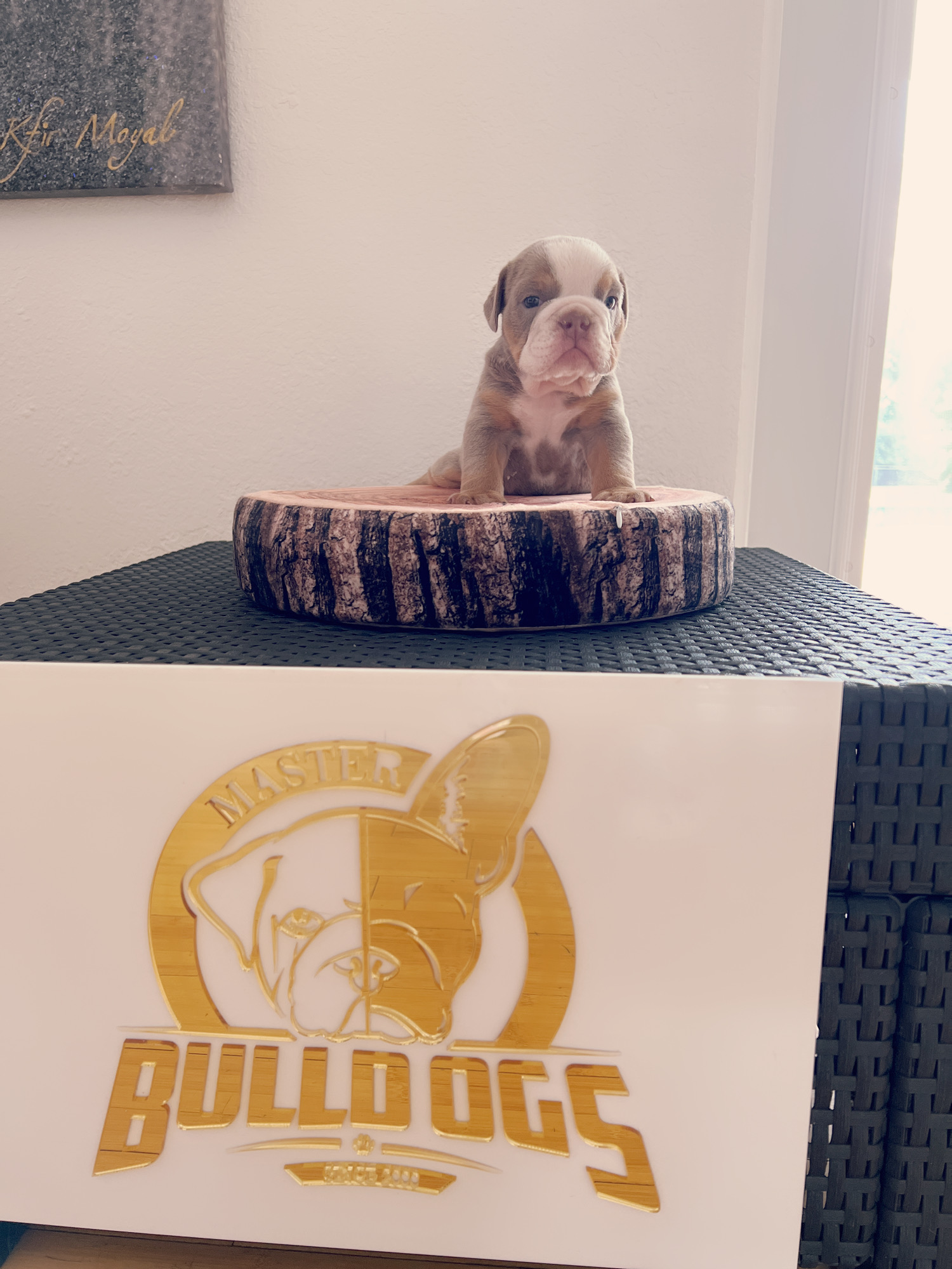 French bulldog brindle male Mr Black - 8