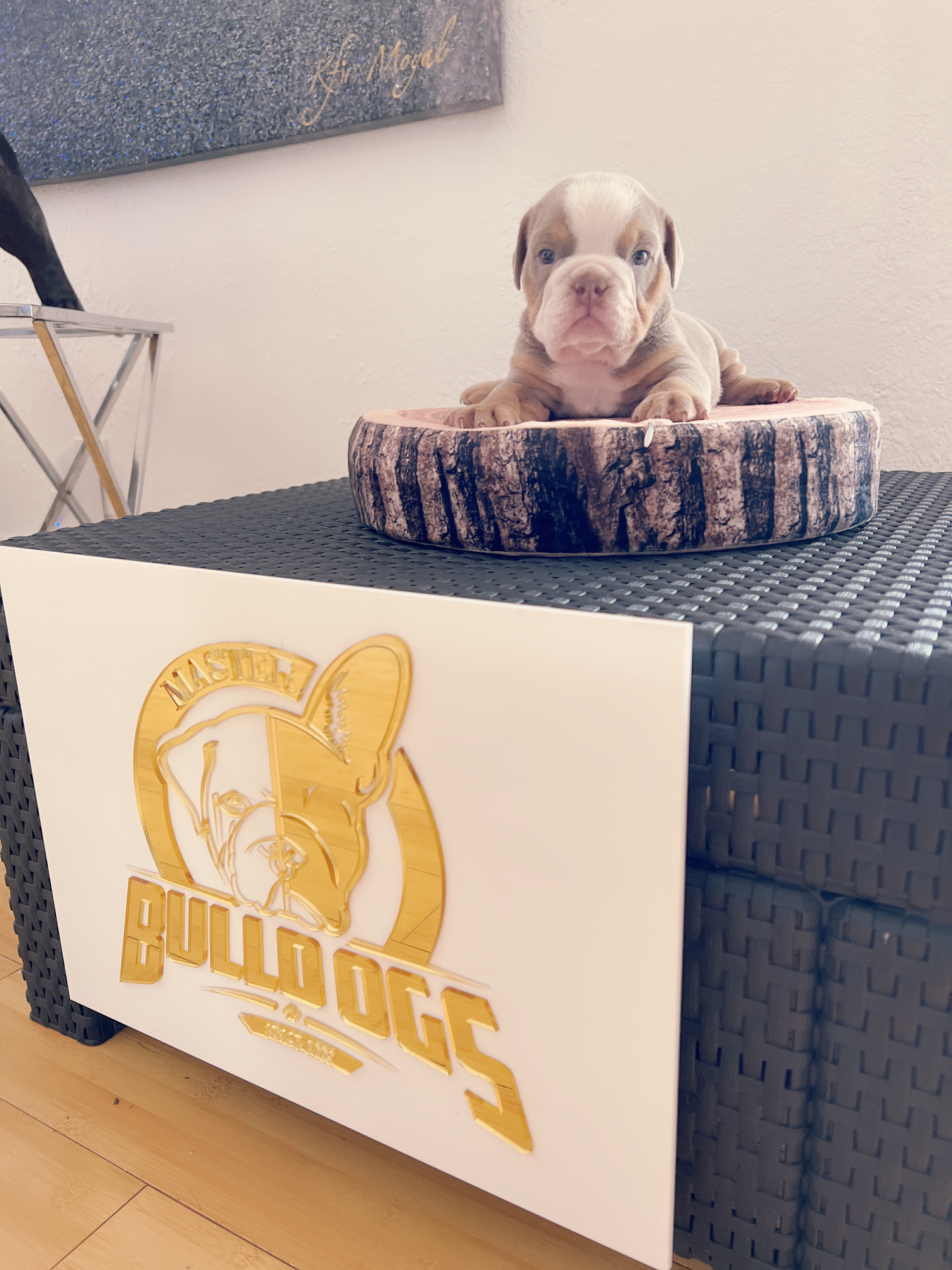 French bulldog brindle male Mr Black - 9